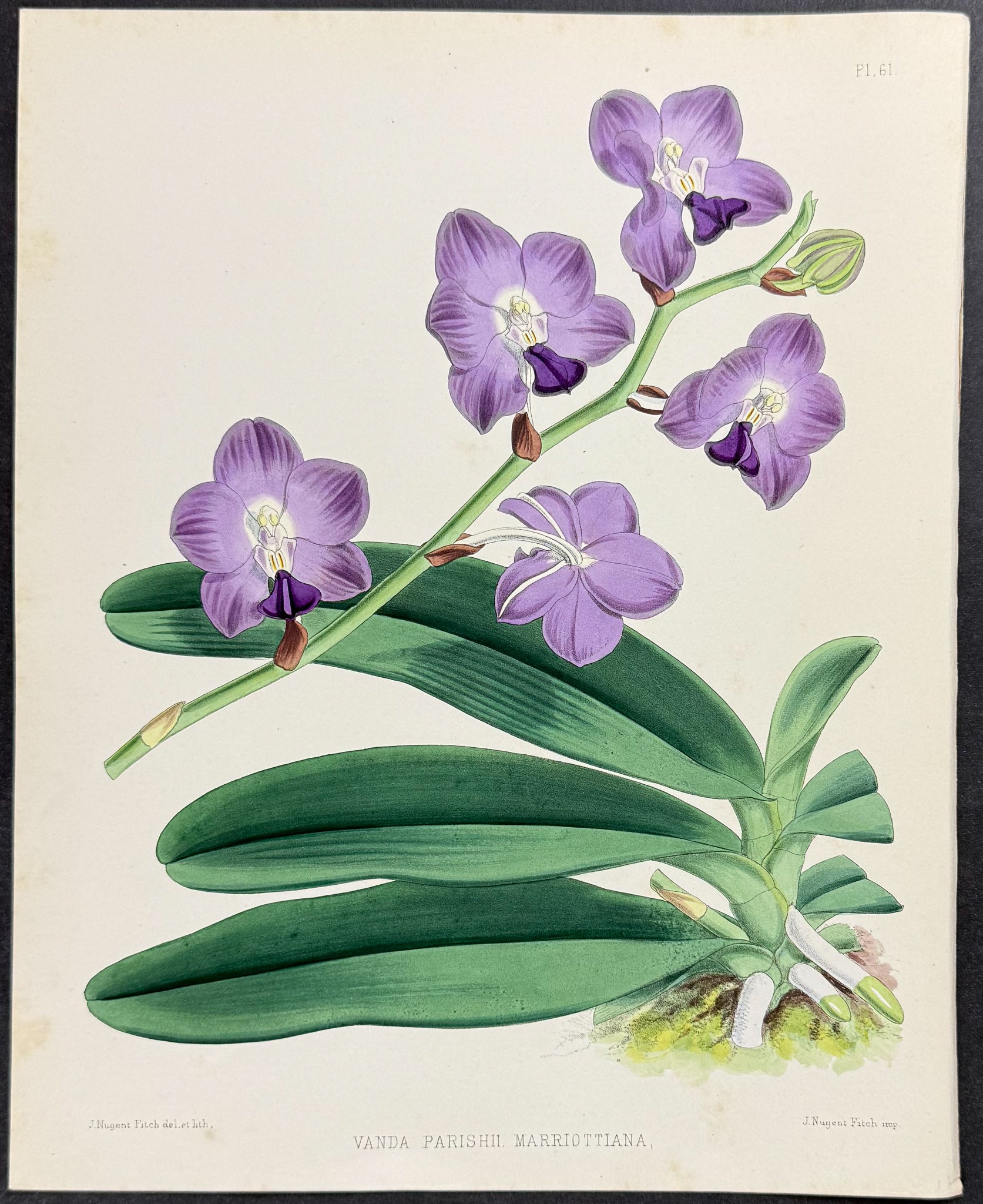 Orchid - Vanda Parishii Marriottiana