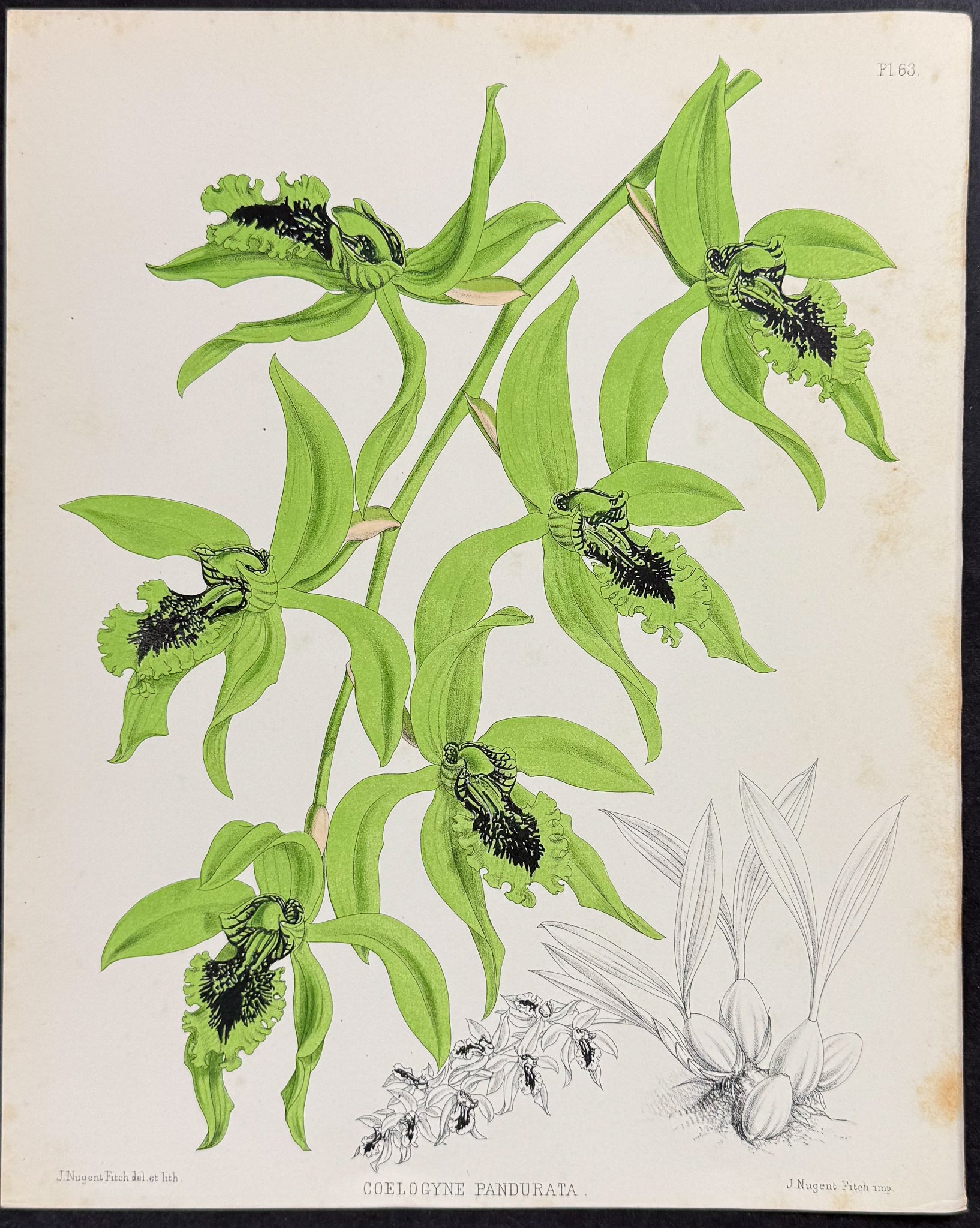 Orchid - Coelogyne Pandurata