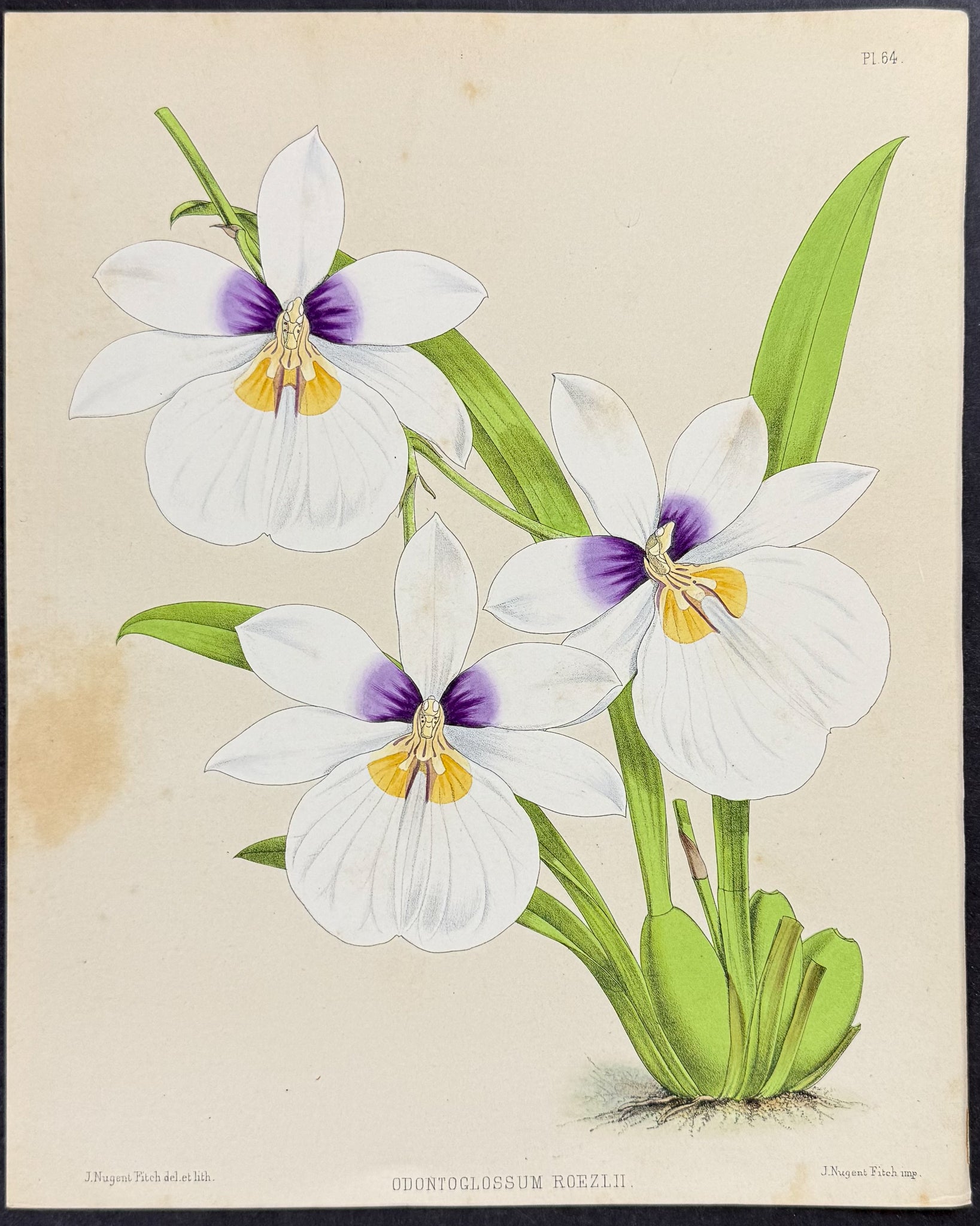Orchid - Odontoglossum Roezlii