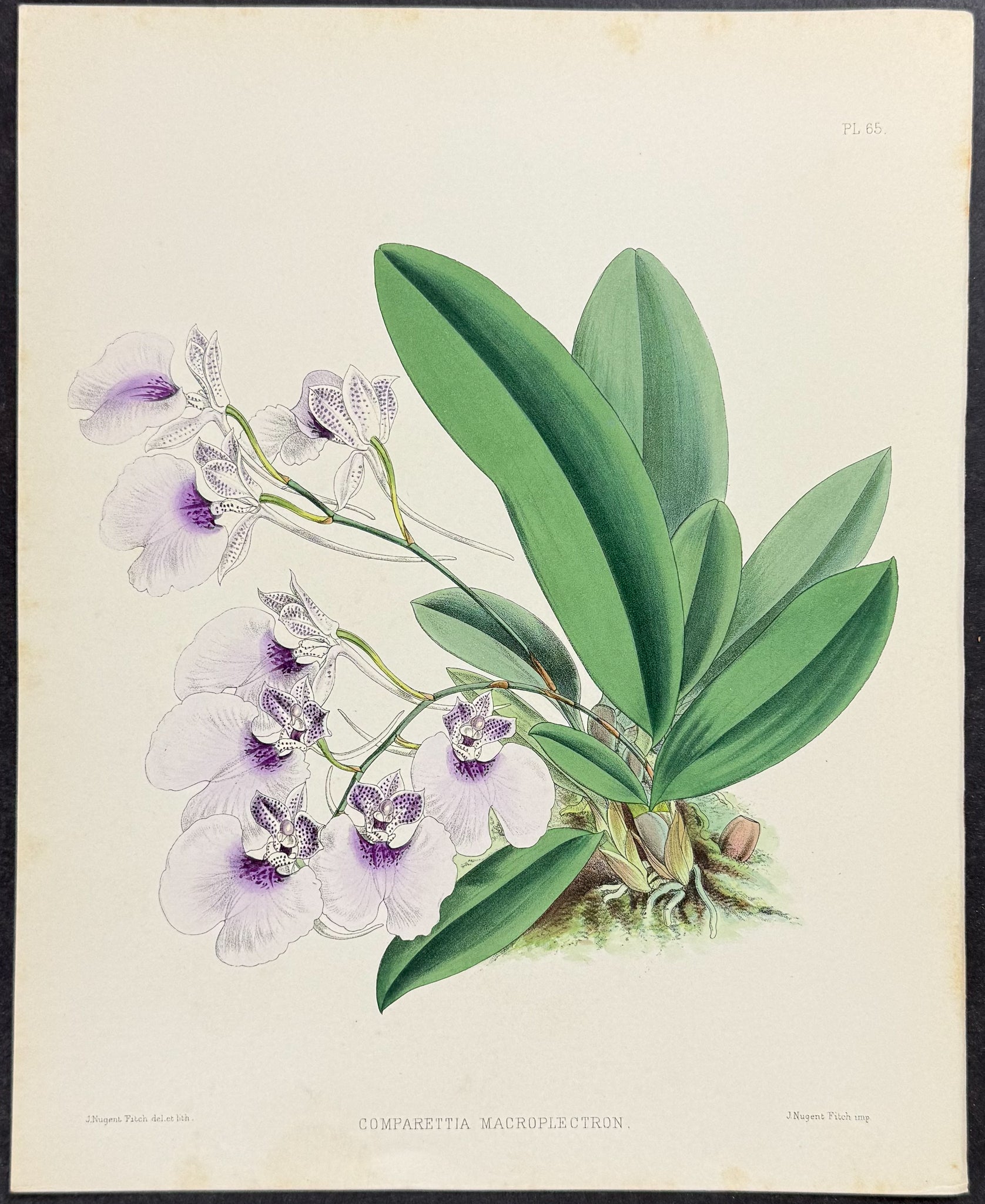 Orchid - Comparettia Macroplectron