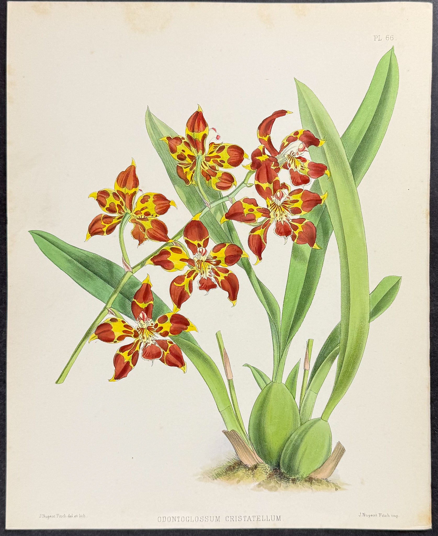 Orchid - Odontoglossum Cristatellum