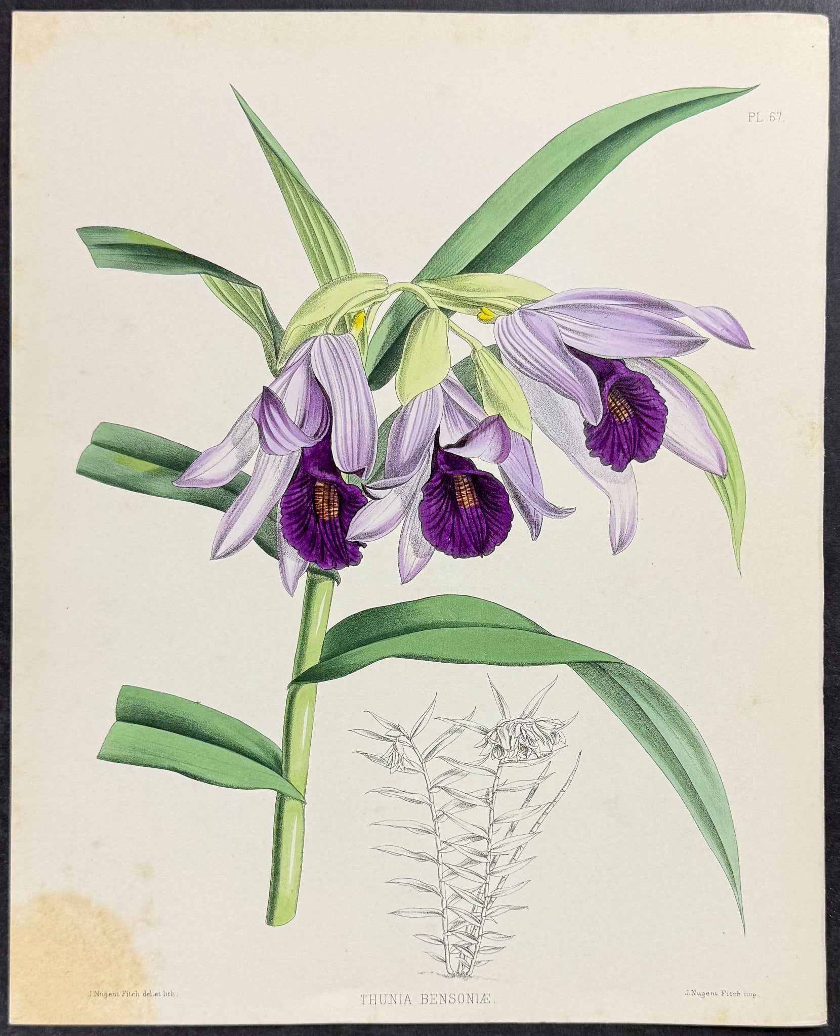 Orchid - Thunia Bensoniae