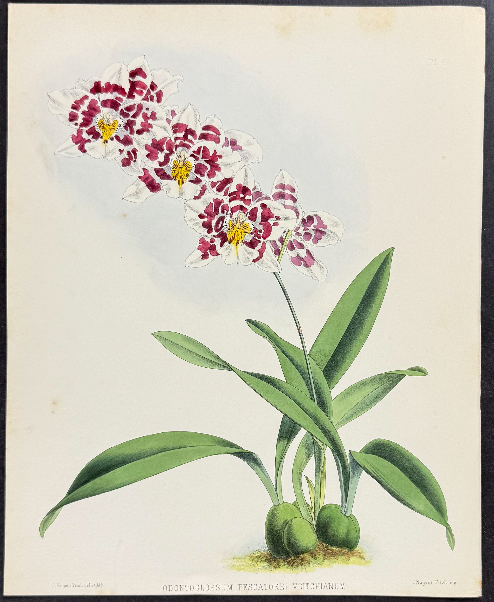 Orchid - Odontoglossum Pescatorei Veitchianum