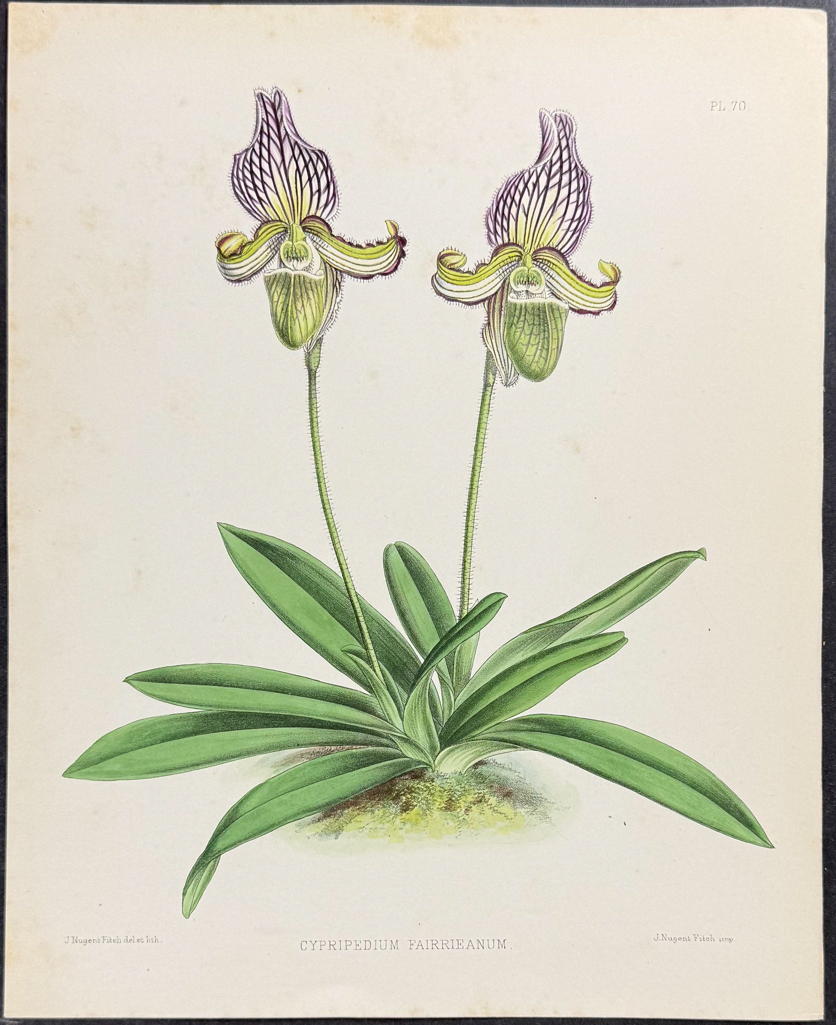 Orchid - Cypripedium Fairrieanum