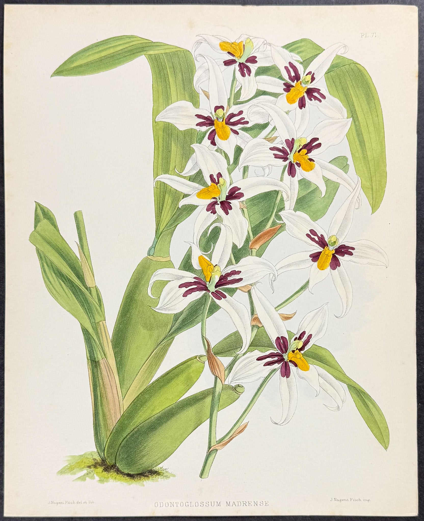 Orchid - Odontoglossum Madrense