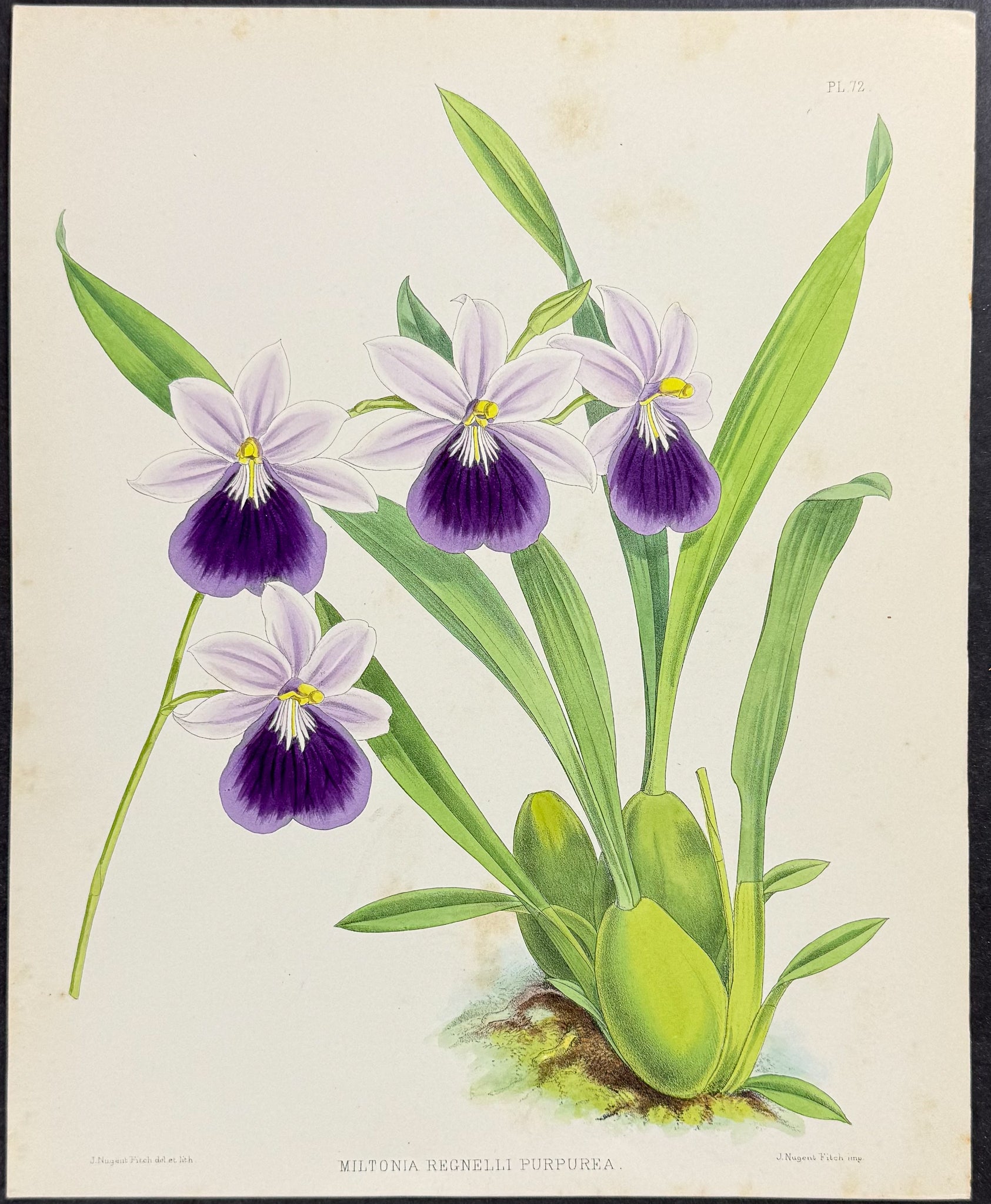 Orchid - Miltonia Regnelli Purpurea
