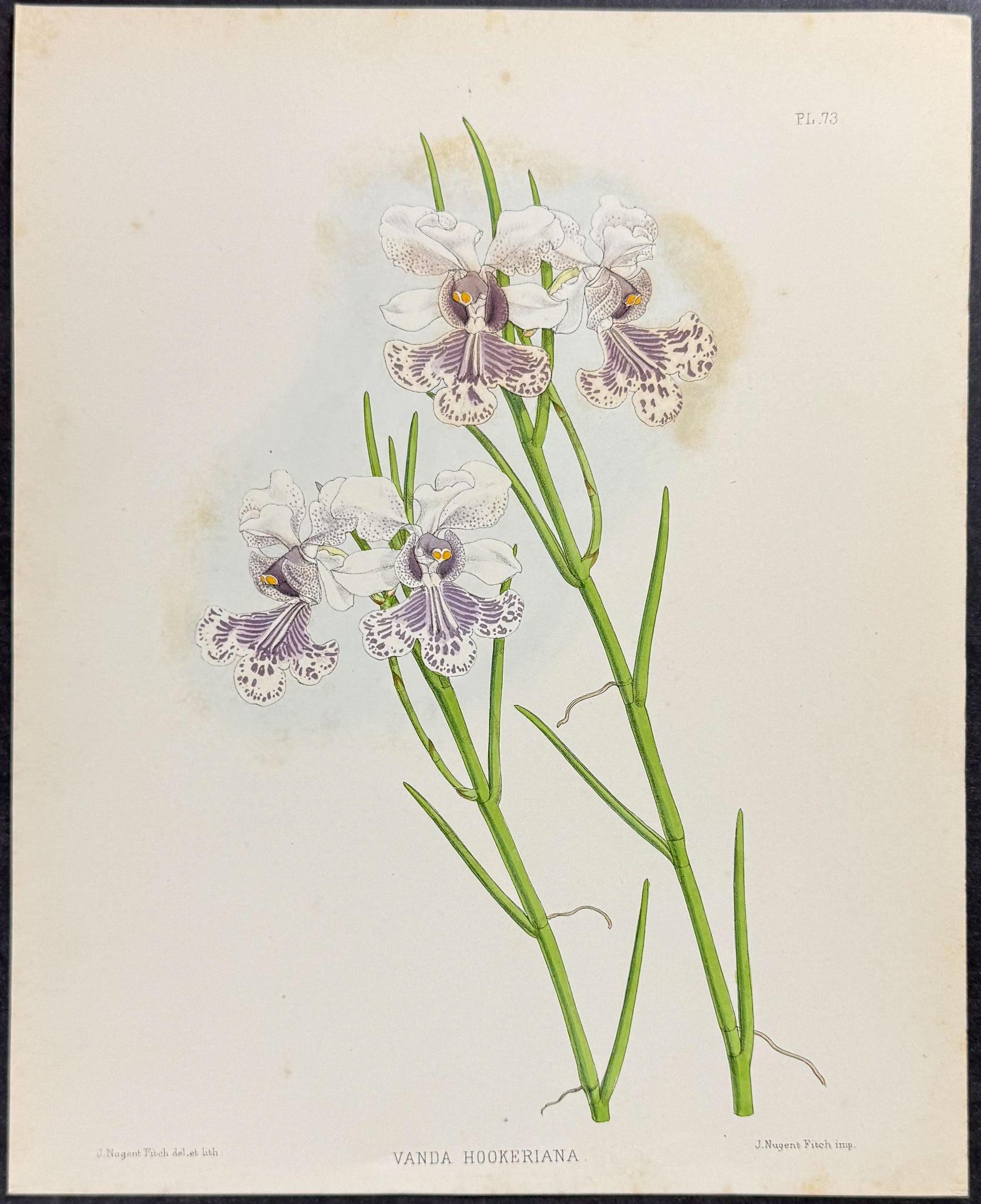 Orchid - Vanda Hookeriana