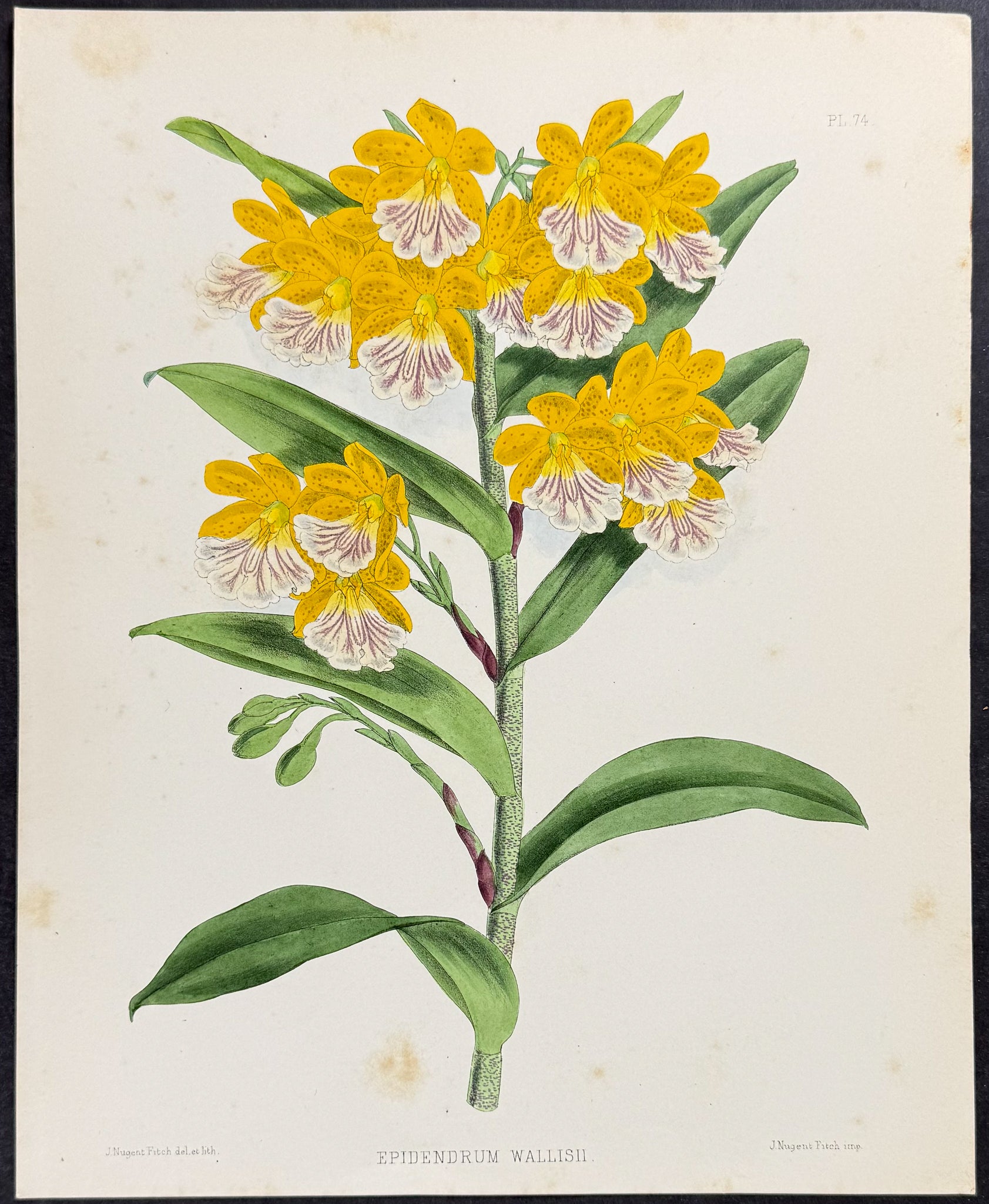 Orchid - Epidendrum Wallisii