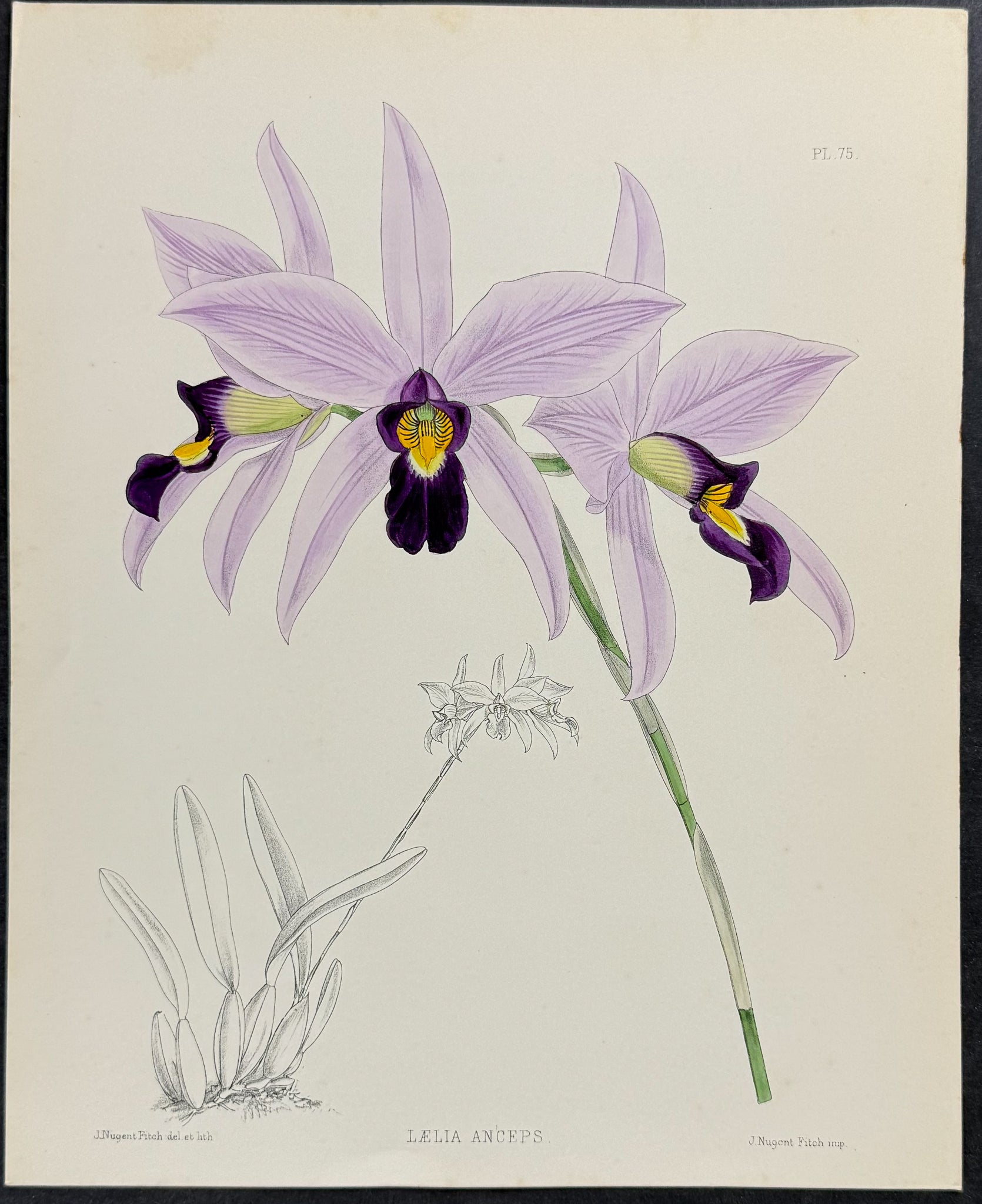 Orchid - Laelia Anceps