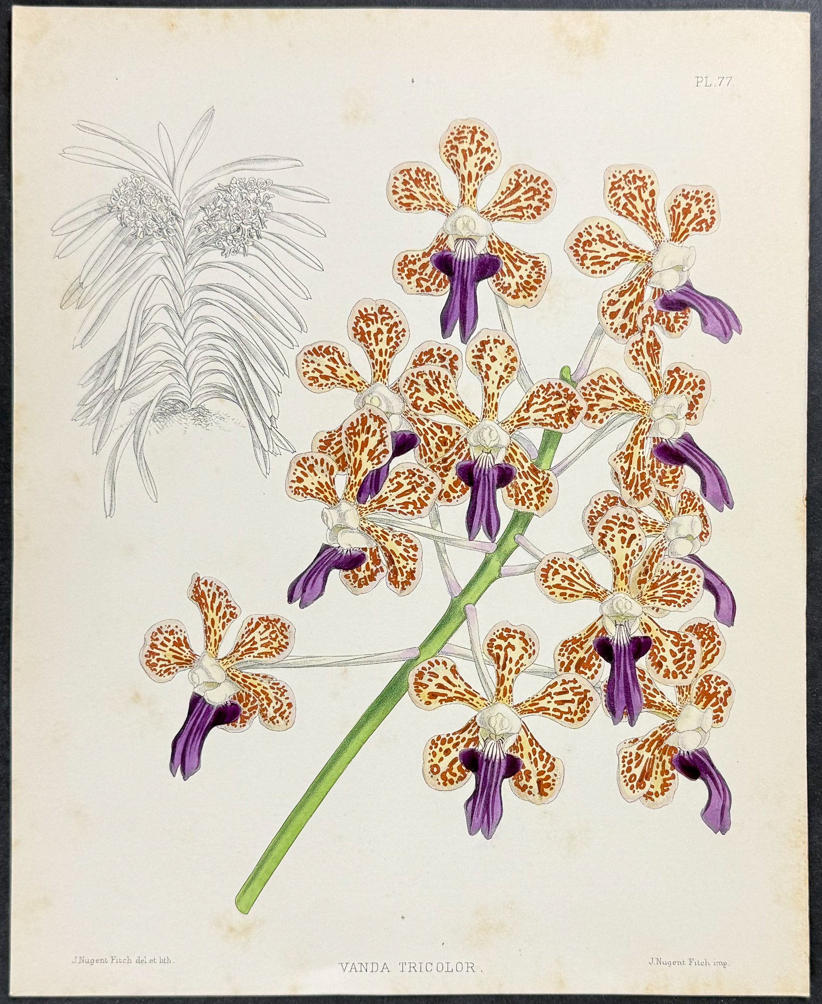 Orchid - Vanda Tricolor