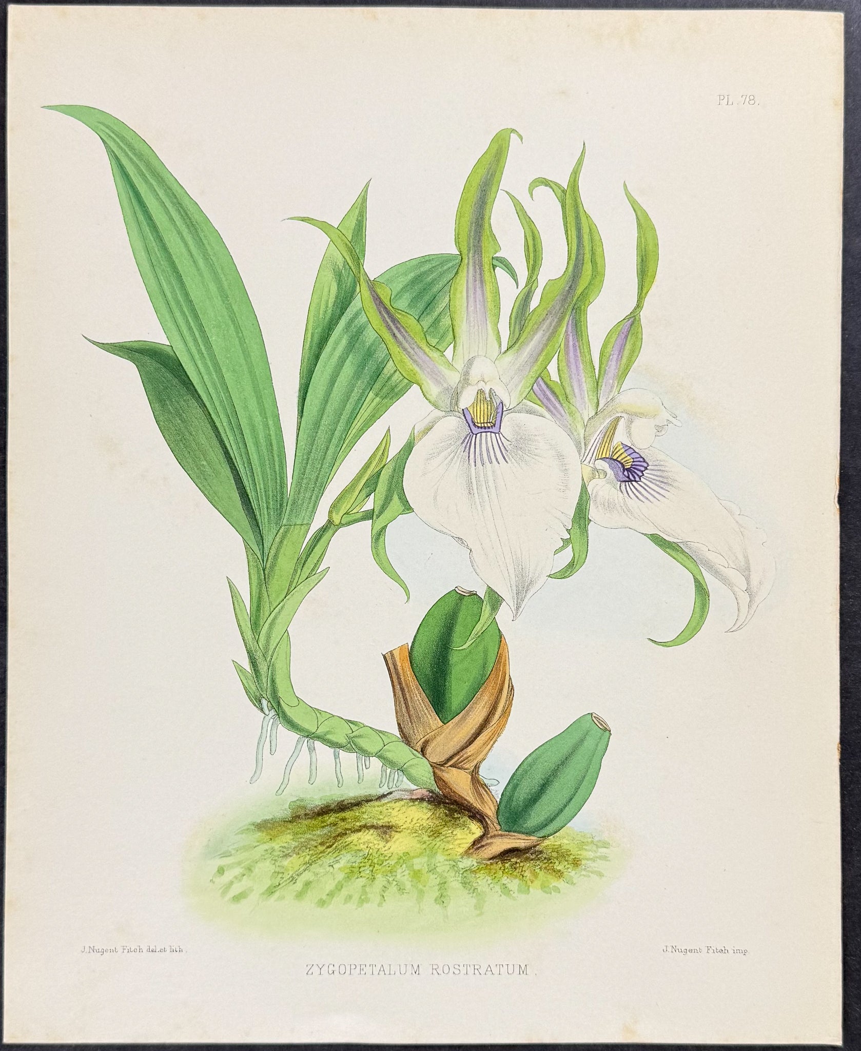 Orchid - Zygopetalum Rostratum