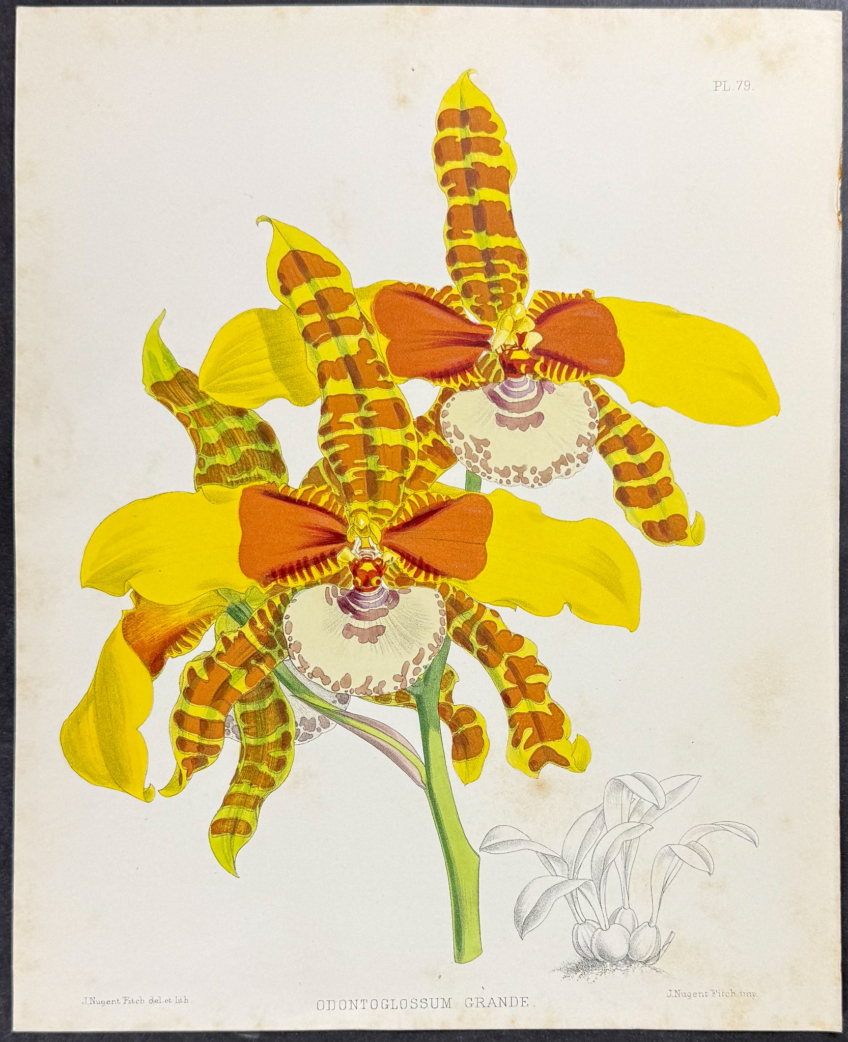 Orchid - Odontoglossum Grande