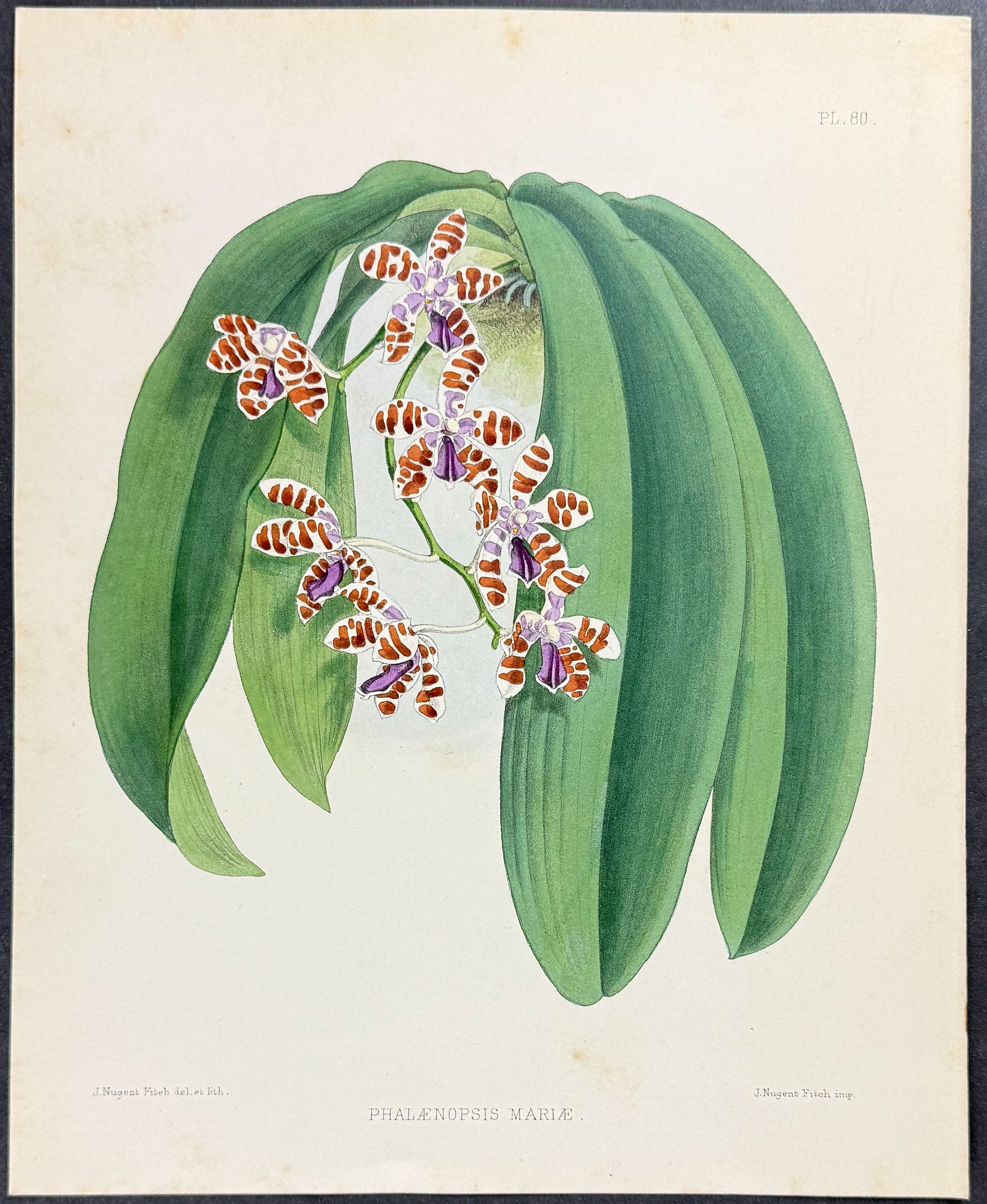 Orchid - Phalaenopsis Mariae
