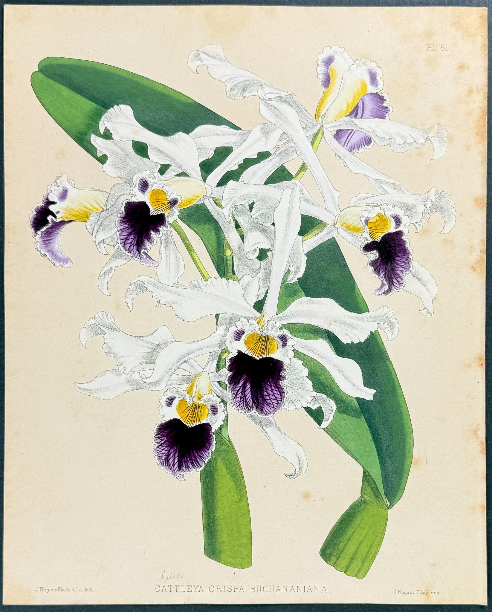 Orchid - Cattleya Crispa Buchananiana