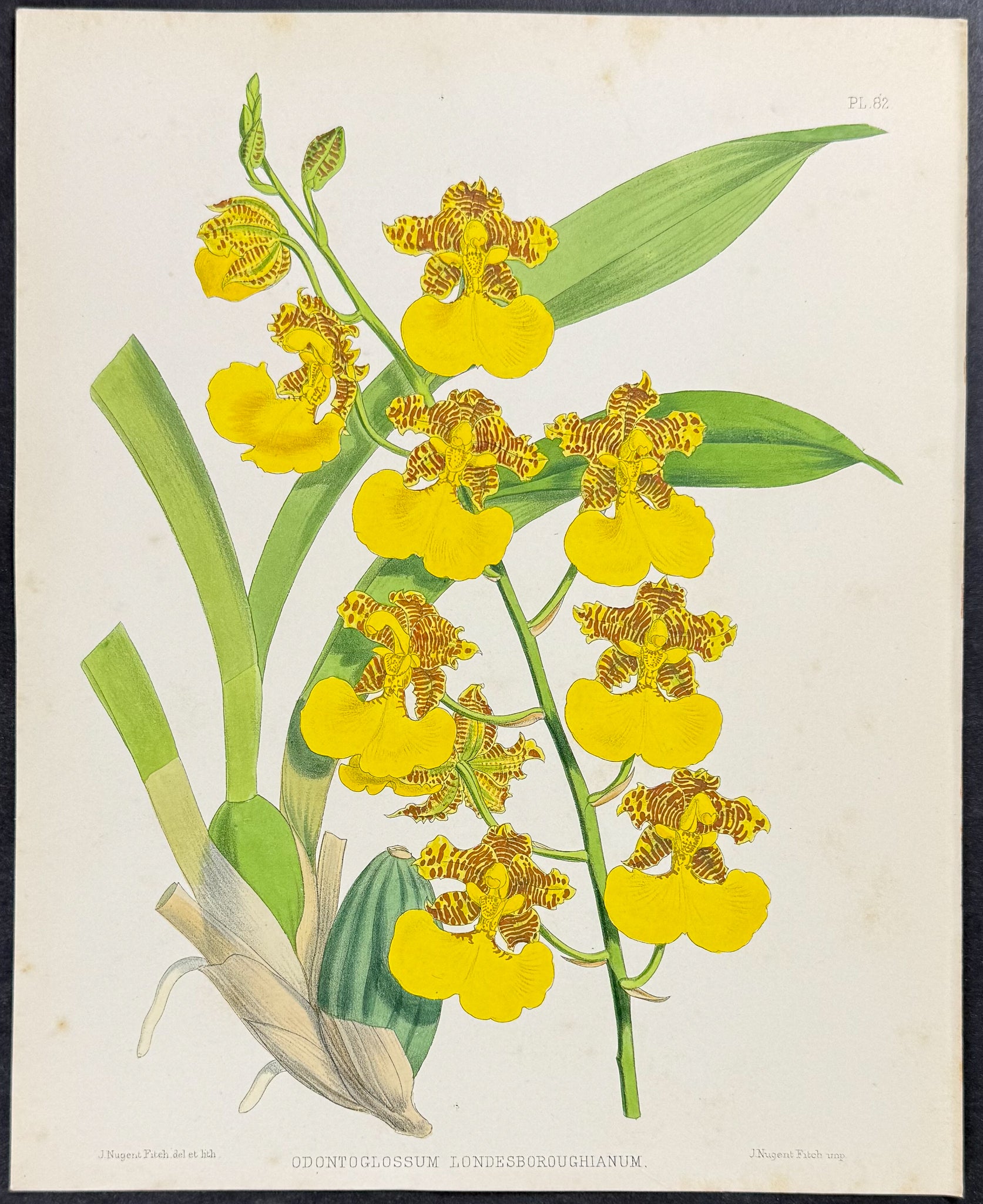 Orchid - Odontoglossum Londesboroughianum