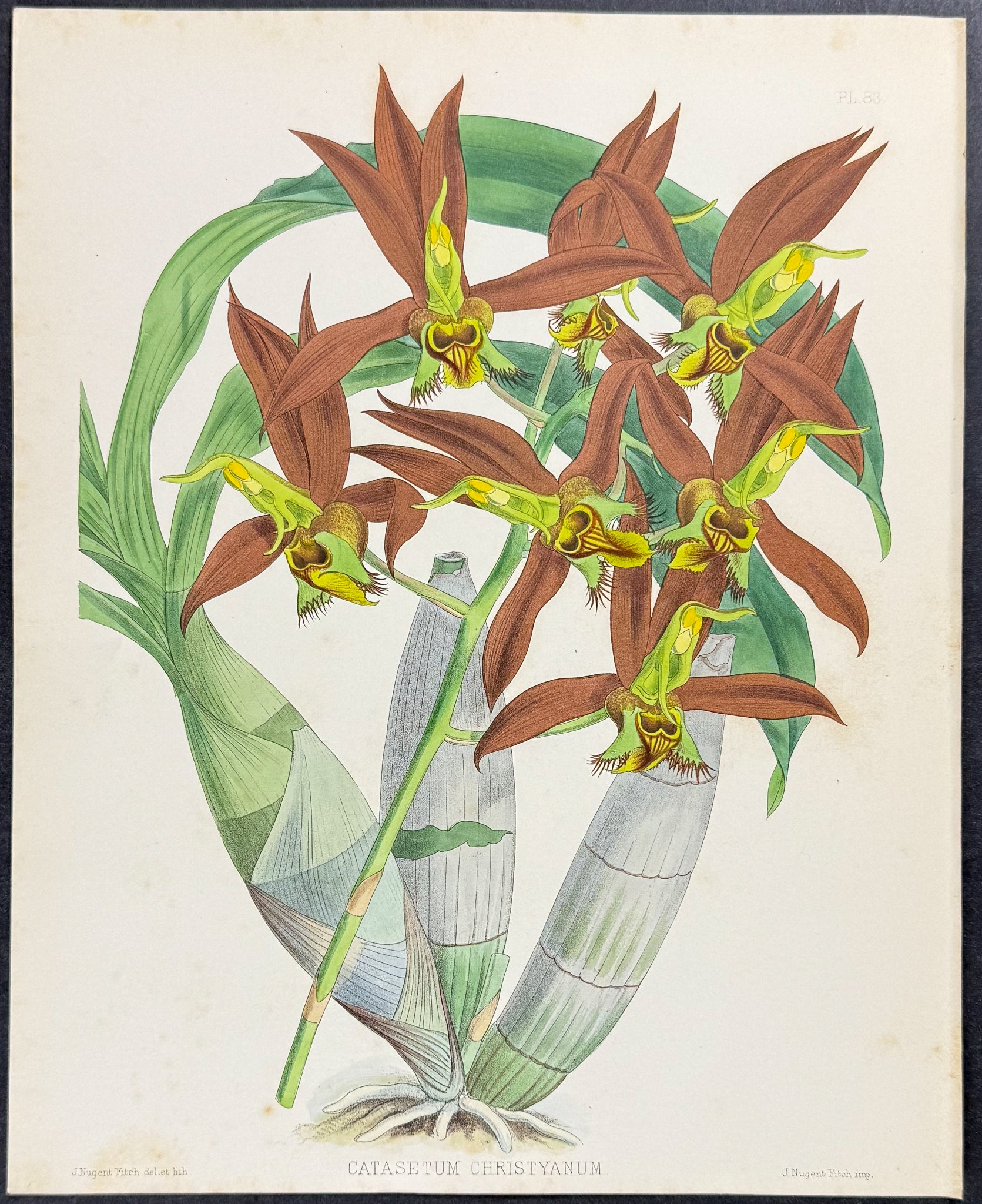 Orchid - Catasetum Christyanum