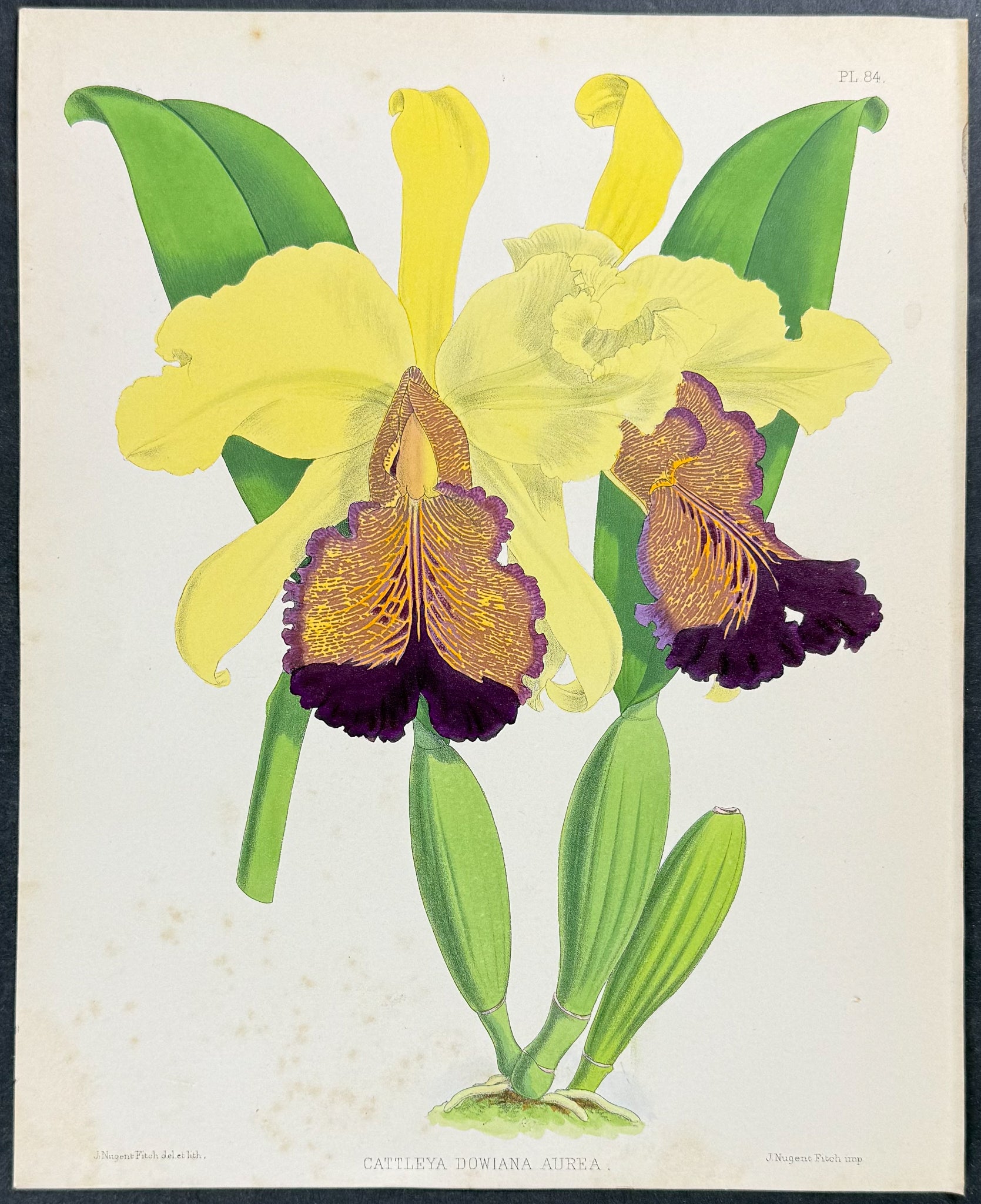 Orchid - Cattleya Dowiana Aurea