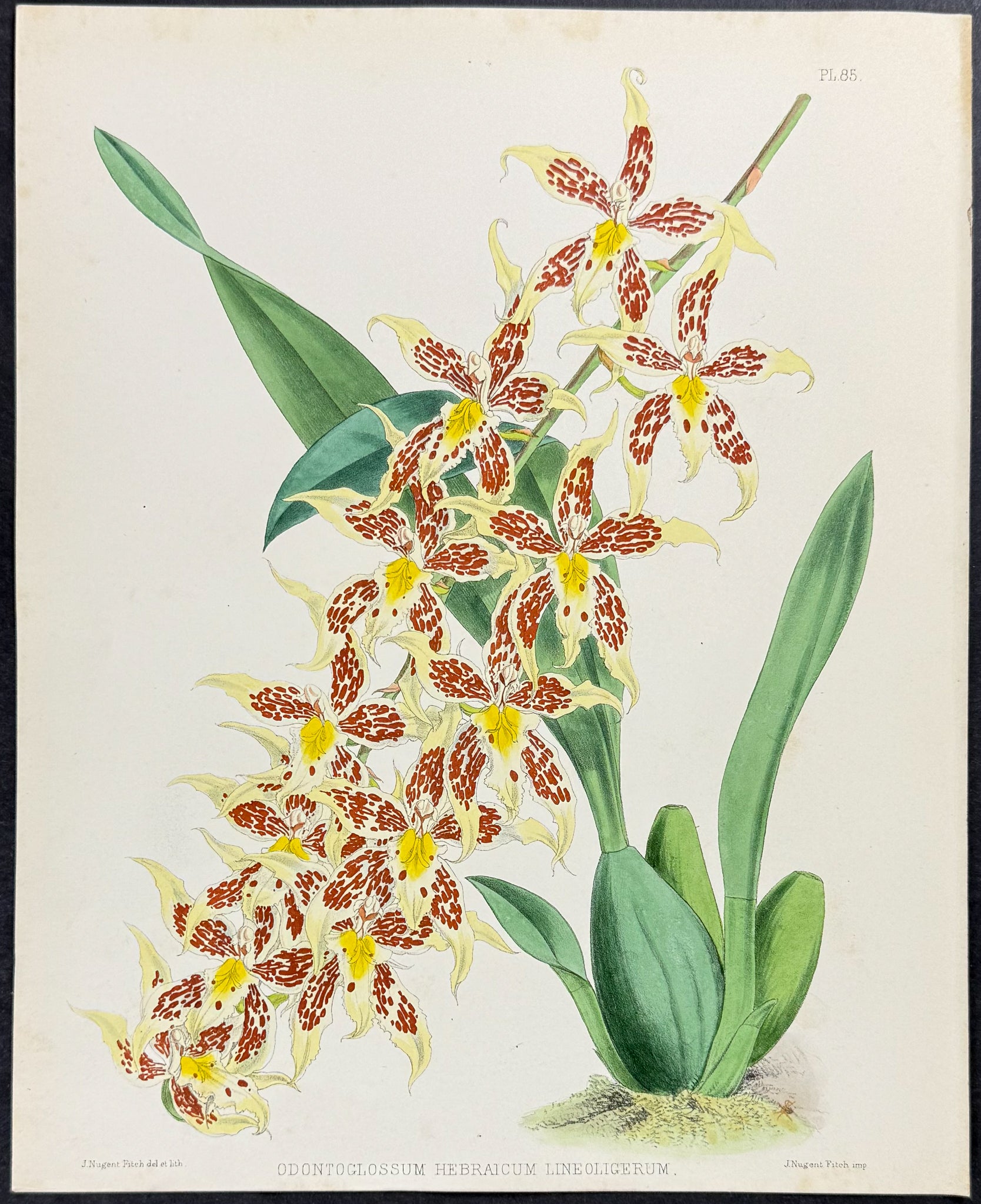 Orchid - Odontoglossum Hebraicum Lineoligerum