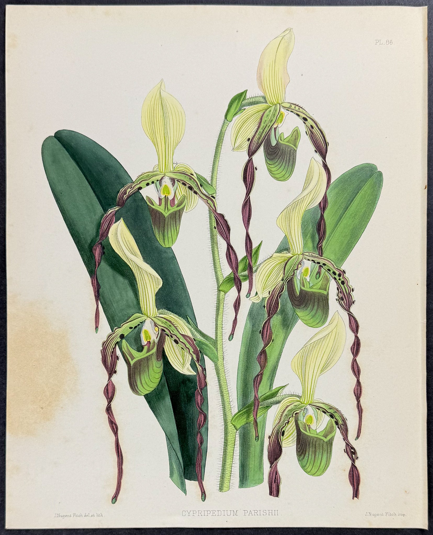 Orchid - Cypripedium Parishii