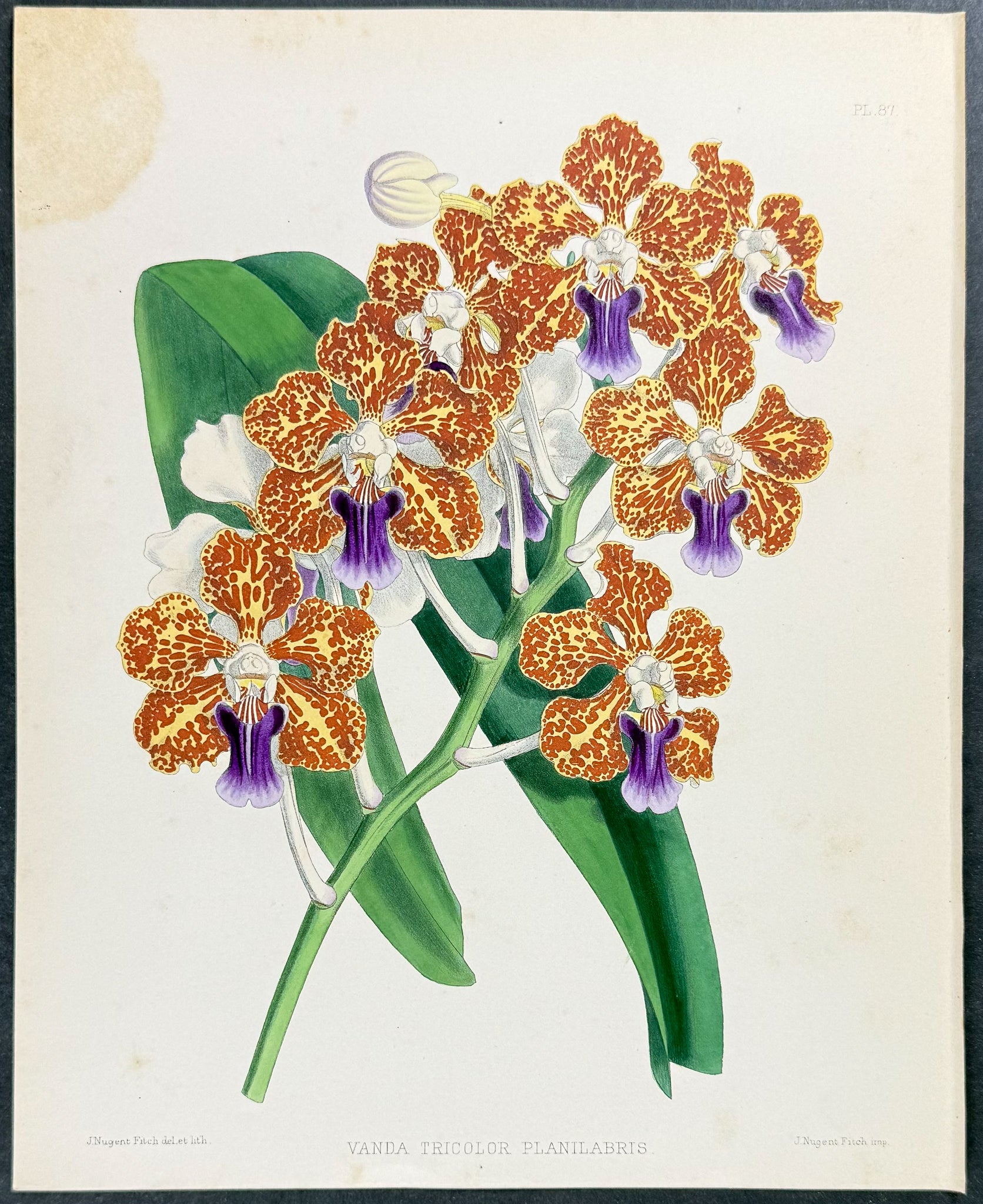 Orchid - Vanda Tricolor Pllanilabris
