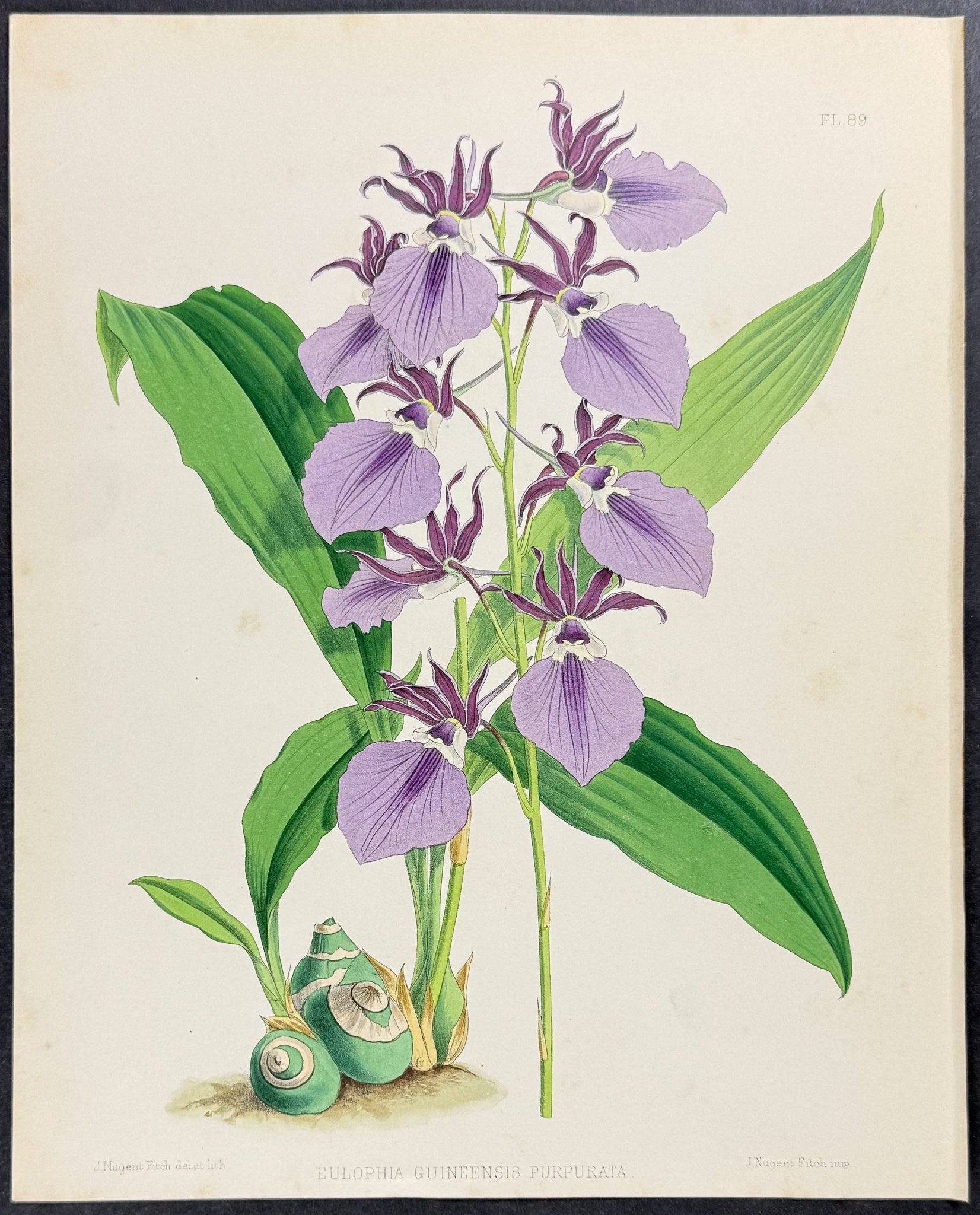 Orchid - Elophia Guineensis Purpurata