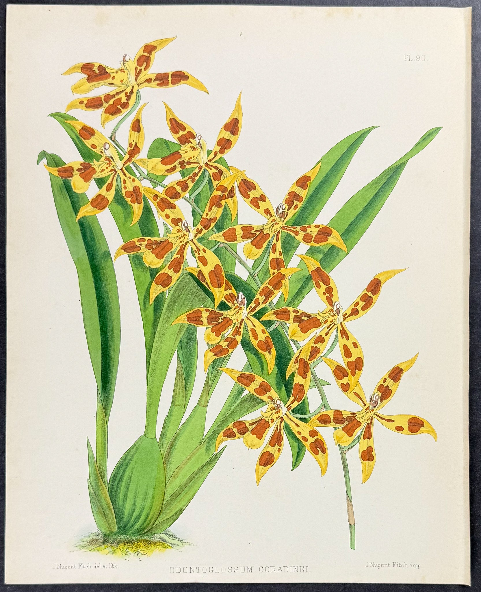 Orchid - Odontoglossum Coradinei
