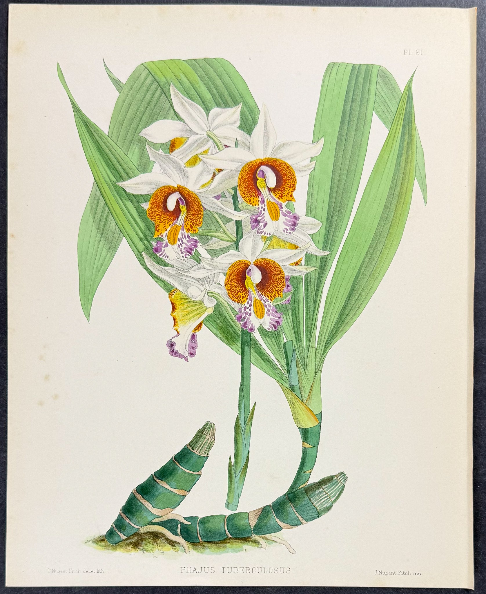 Orchid - Phajus Tuberculosus