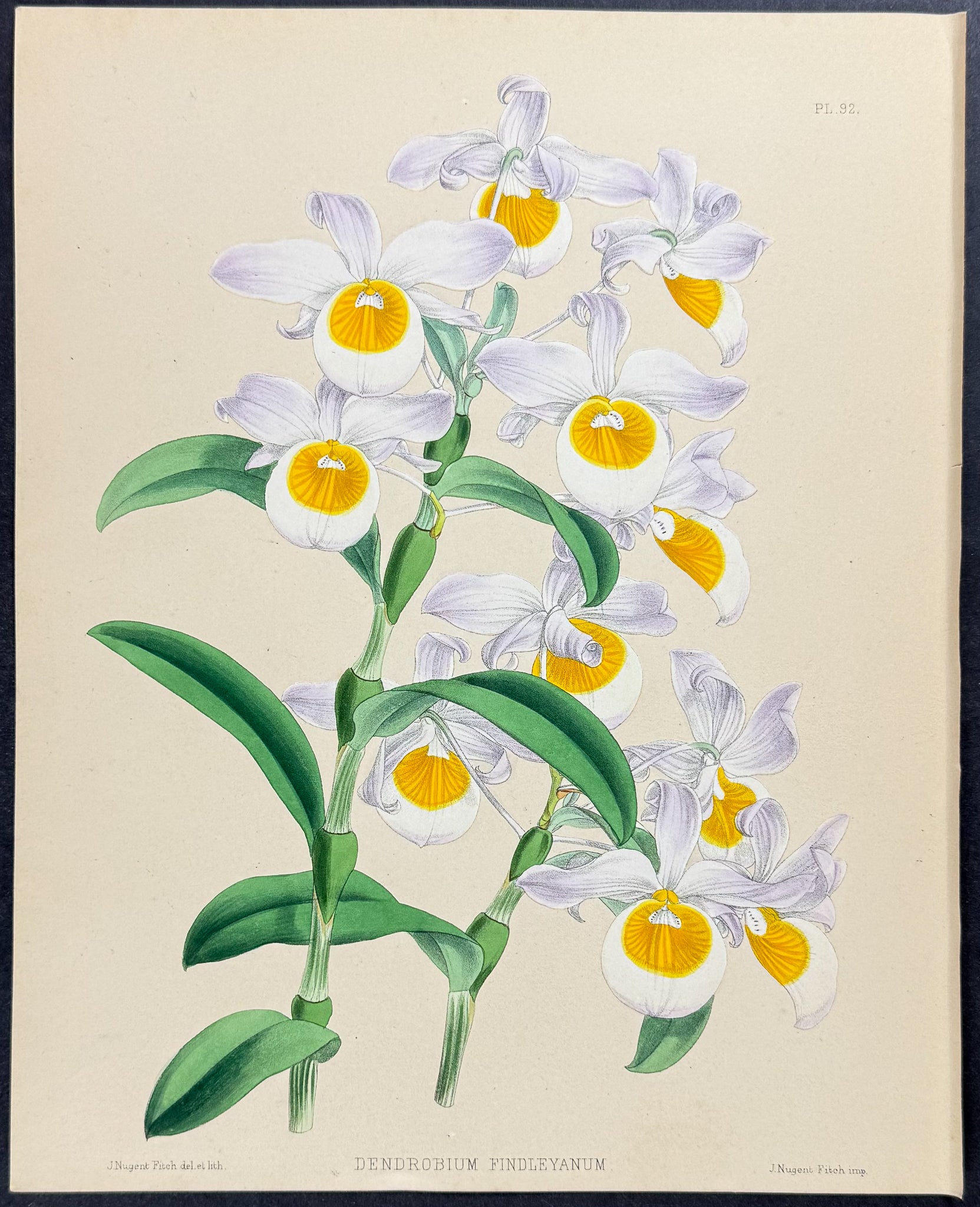Orchid - Dendrobium Findleyanum