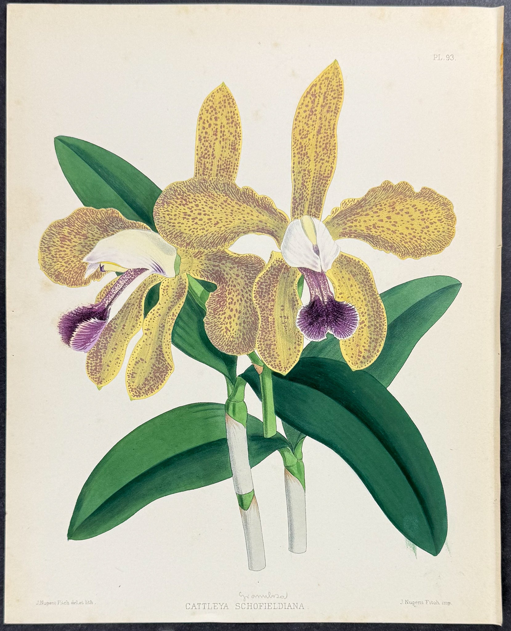 Orchid - Cattleya Schofieldiana