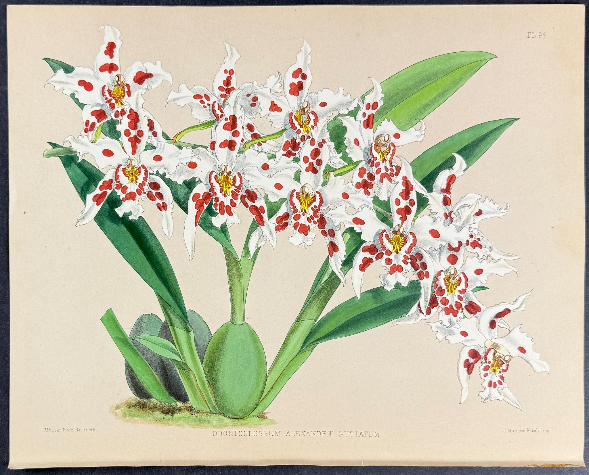 Orchid - Odontoglossum Alexndrae Guttatum