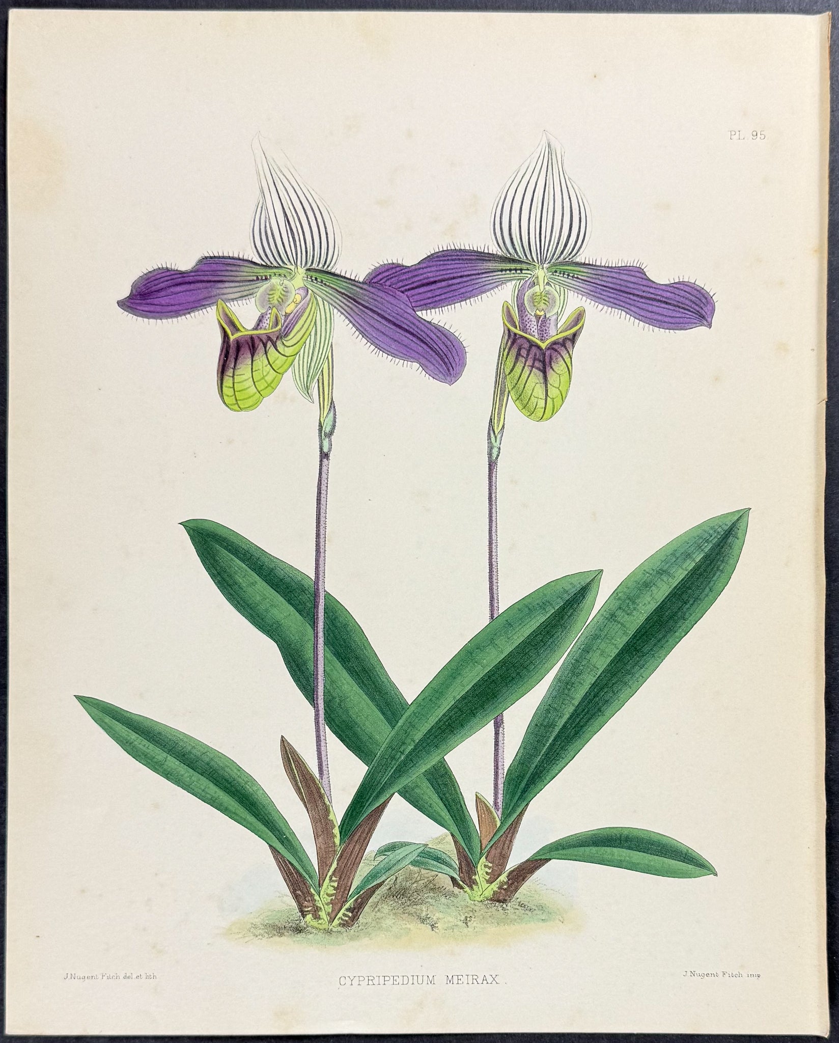 Orchid - Cypripedium Meirax