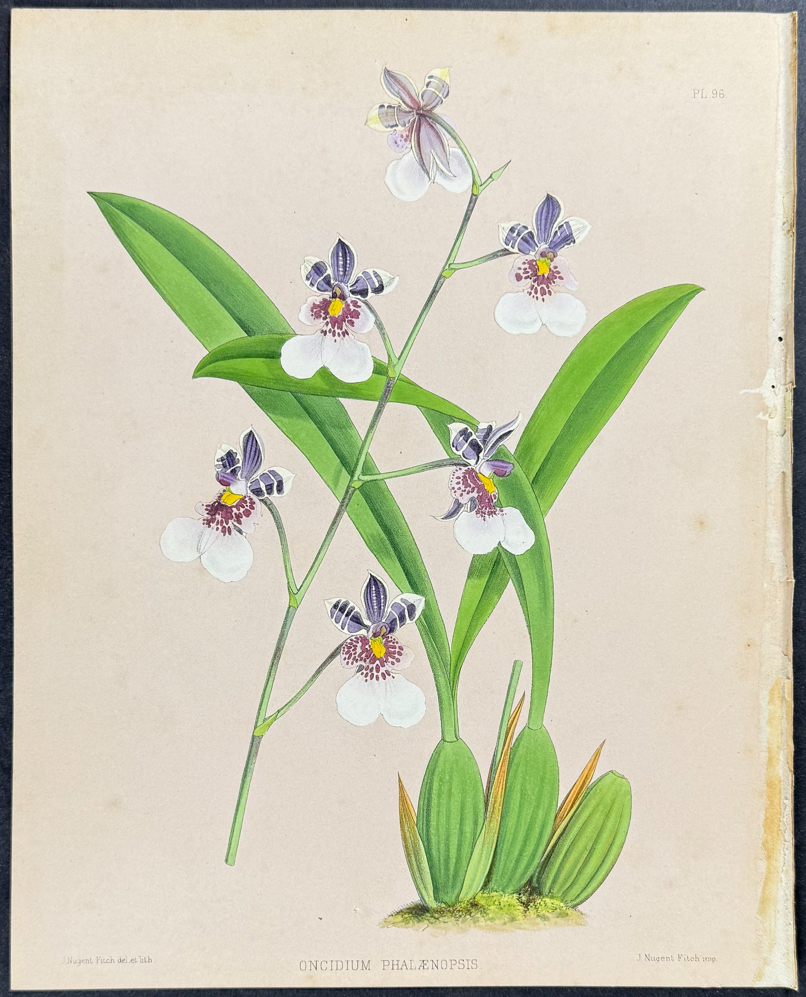 Orchid - Oncidium Phalaenopsis