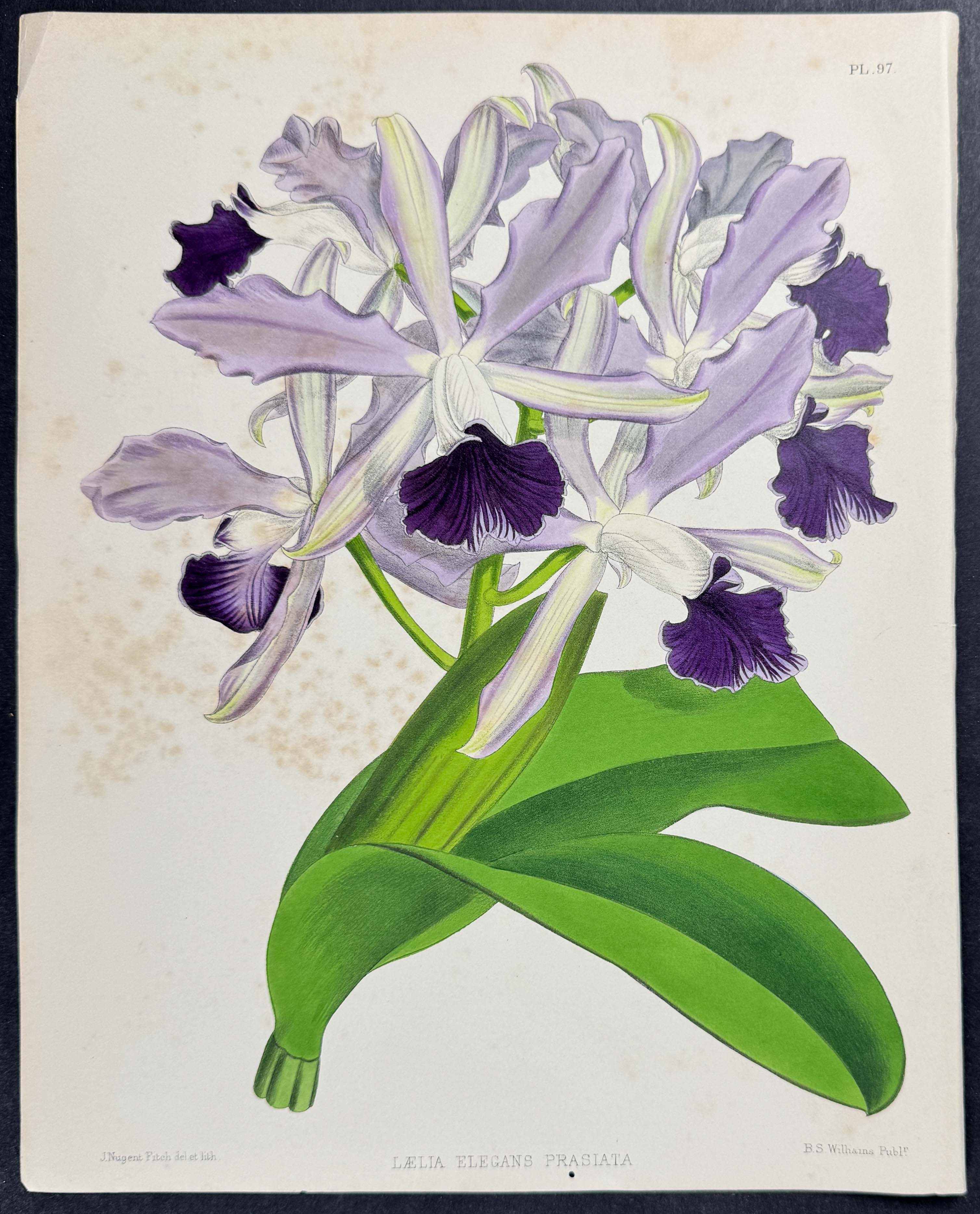 Orchid - Laelia Elegans Prasiata