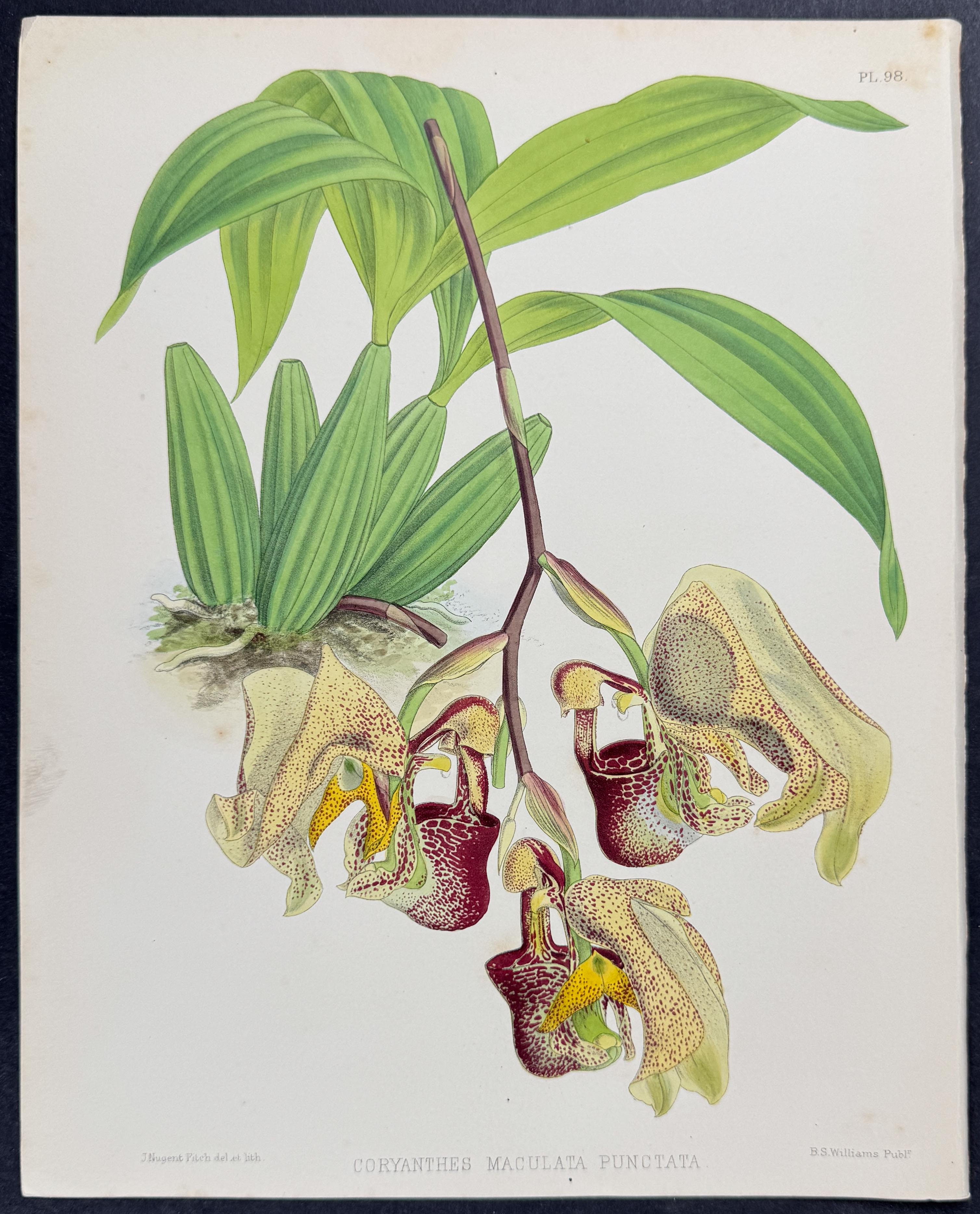 Orchid - Coryanthes Maculata Punctata