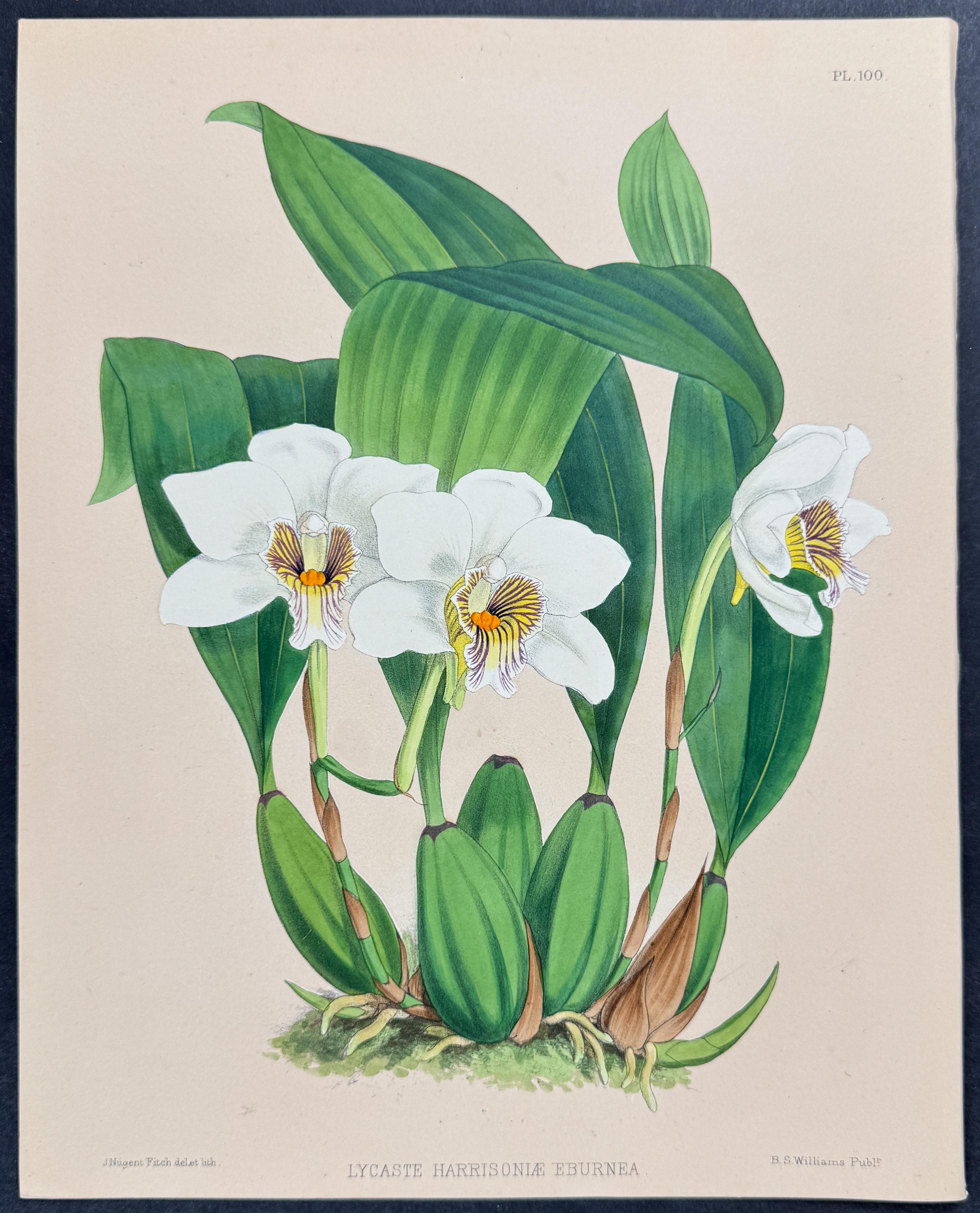Orchid - Lycaste Harrisoniae Eburnea