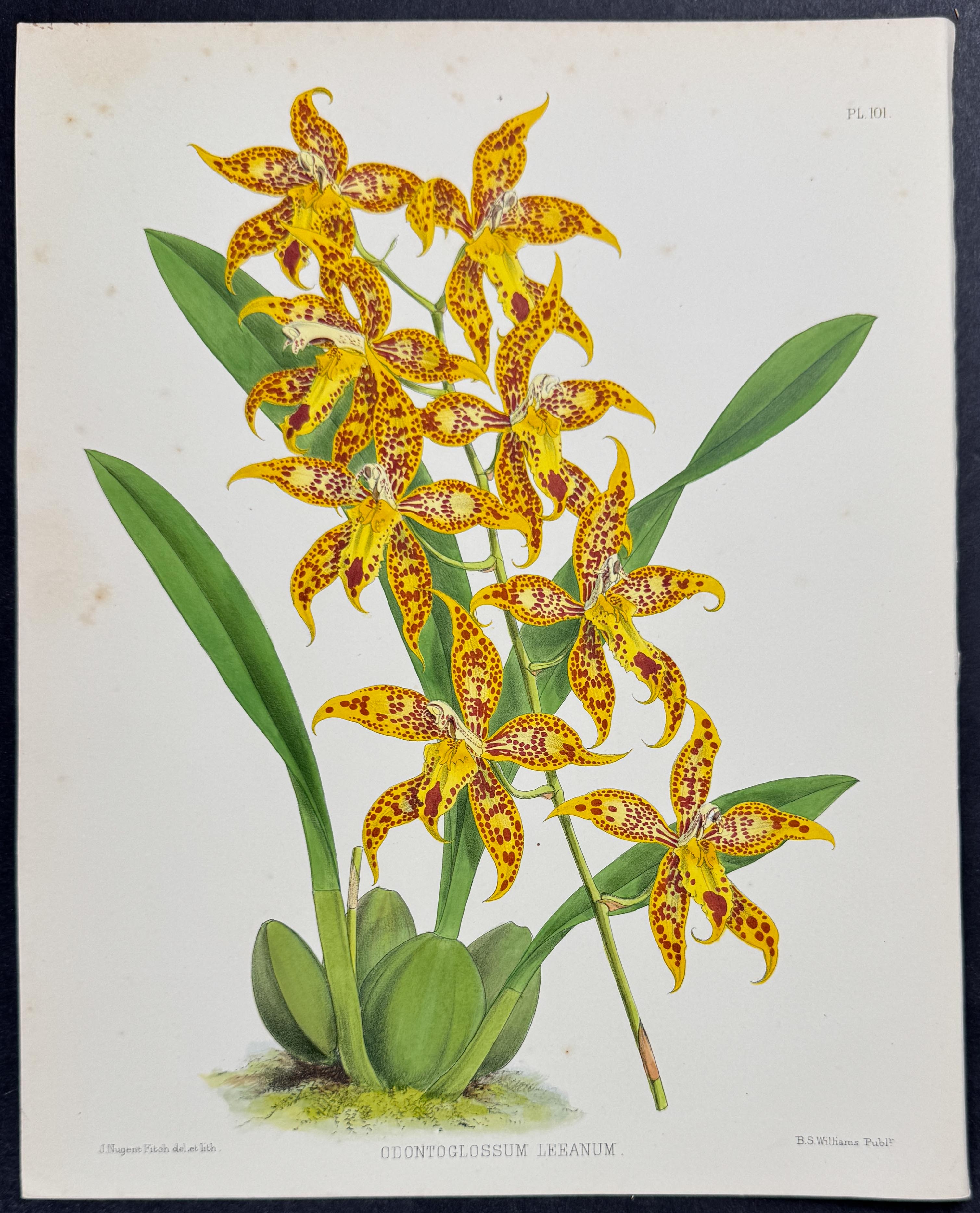Orchid - Odontoglossum Leeanum
