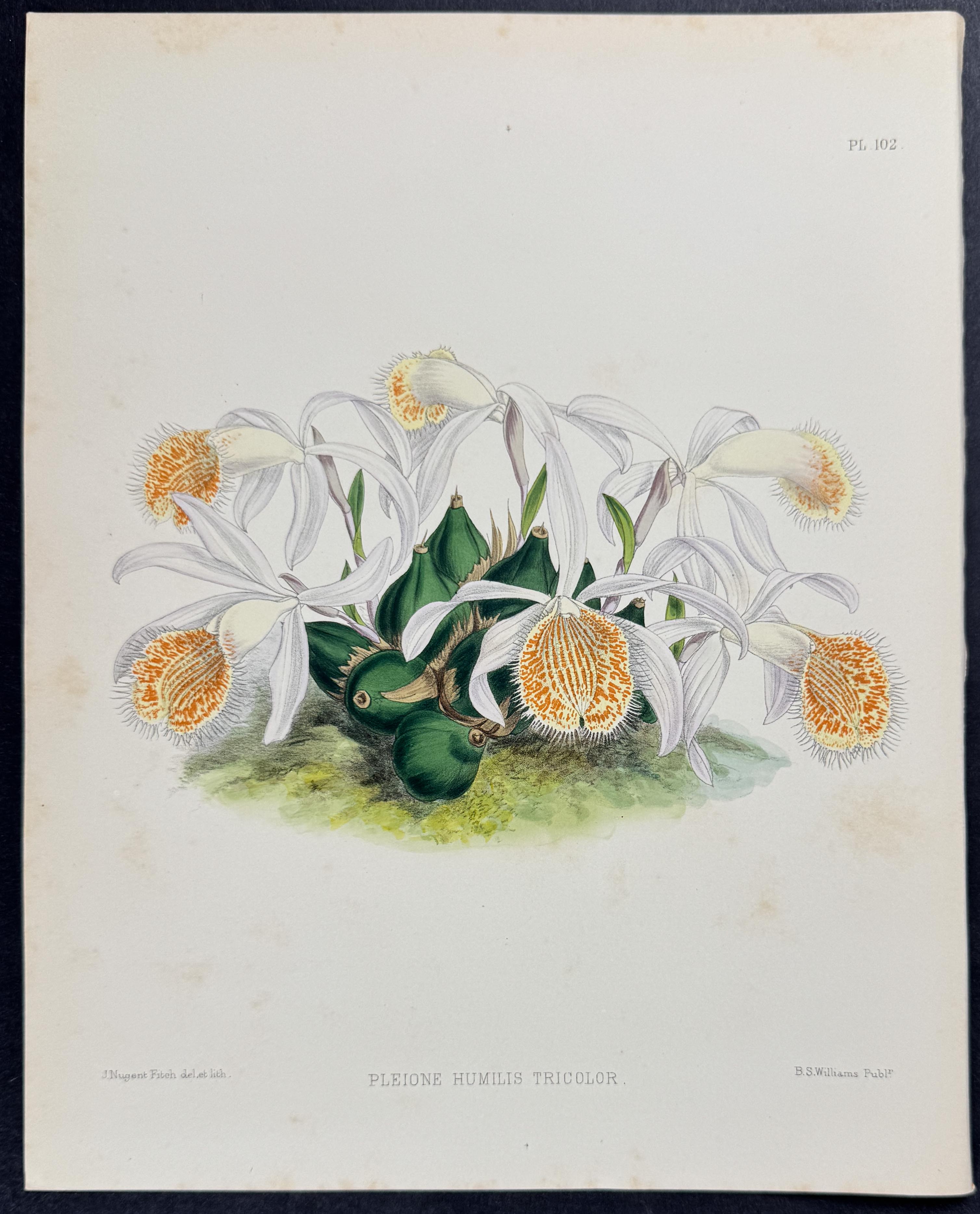 Orchid - Pleione Humilis Tricolor