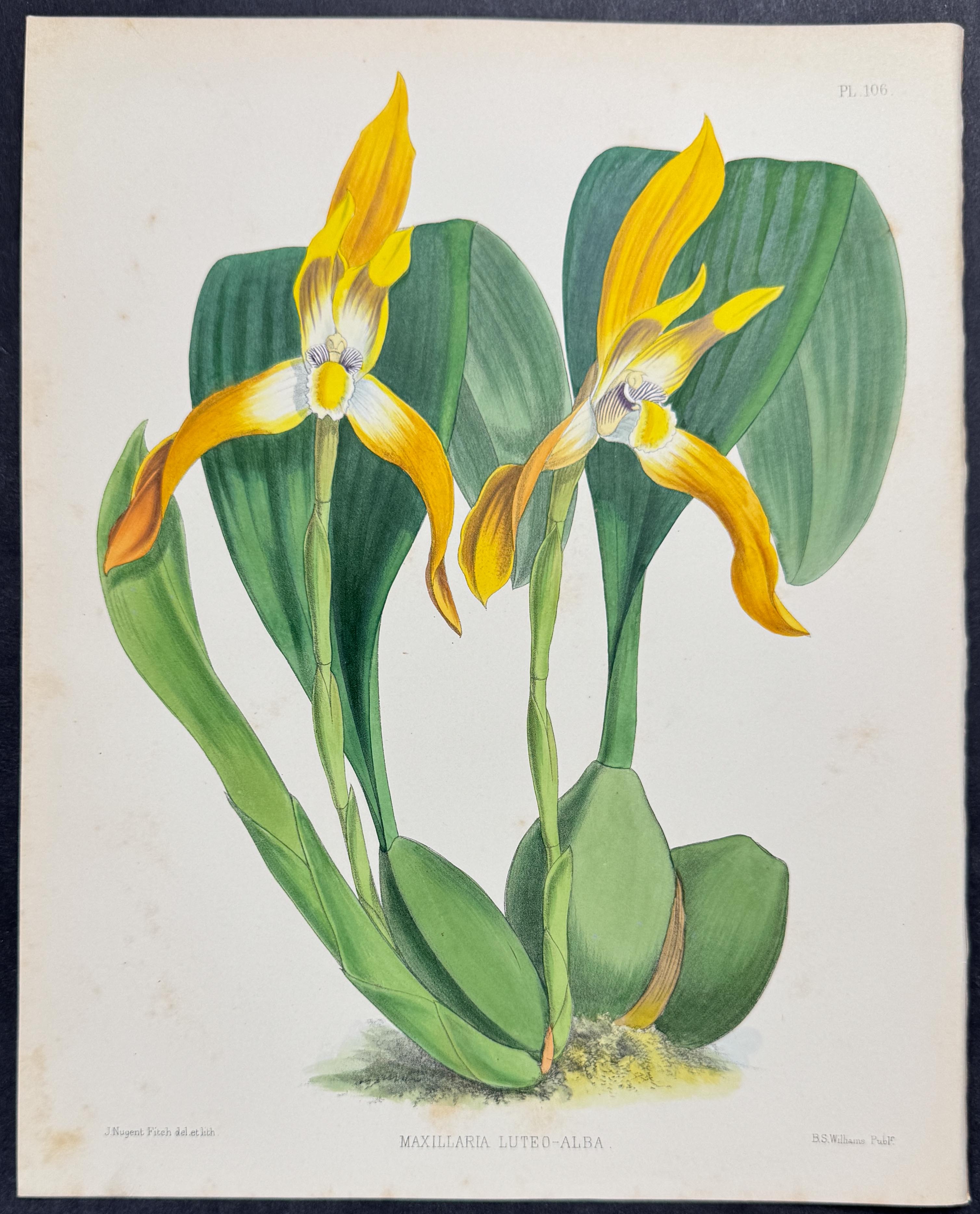 Orchid - Maxillaria Luteo-alba