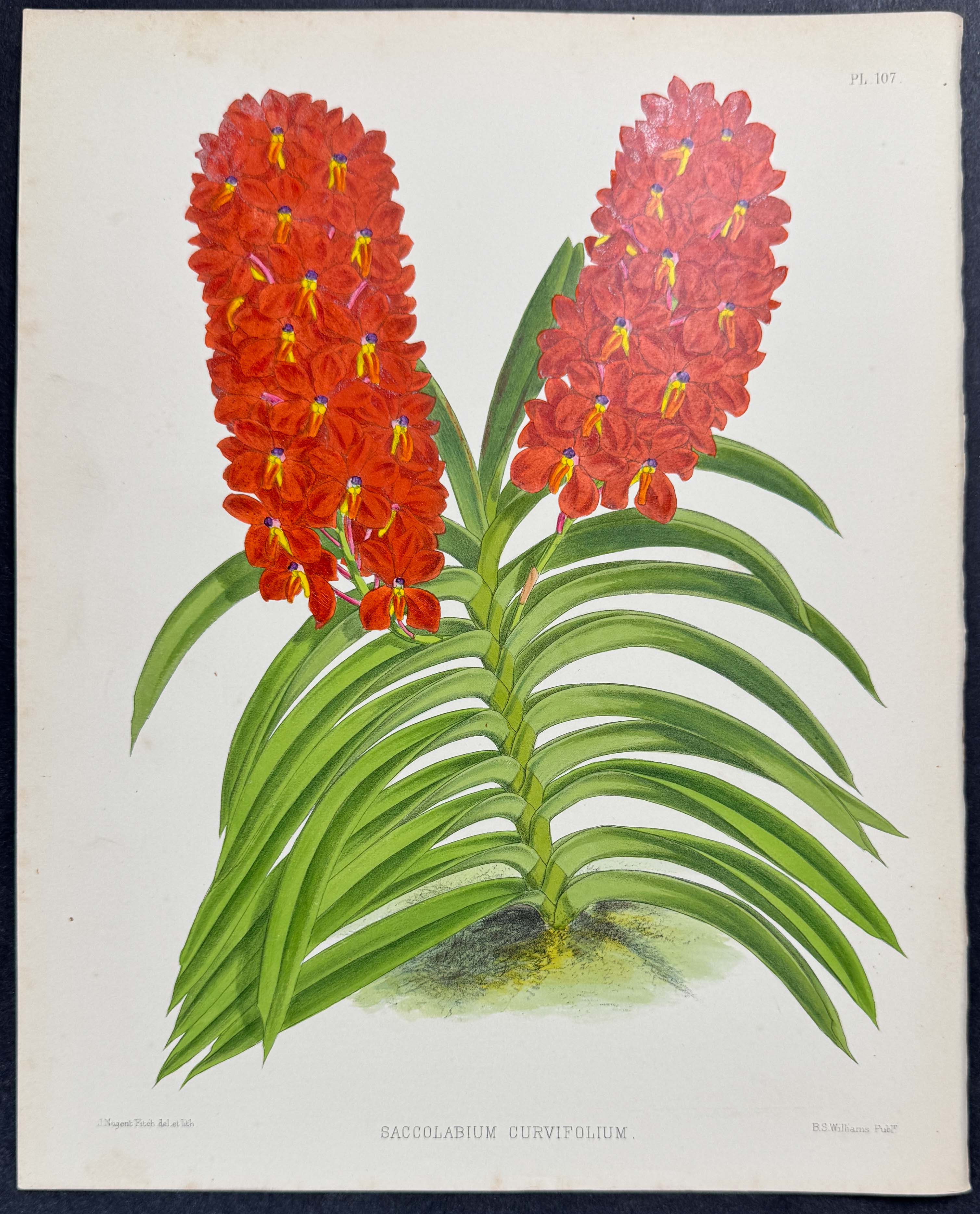 Orchid - Saccolabium Curvifolium