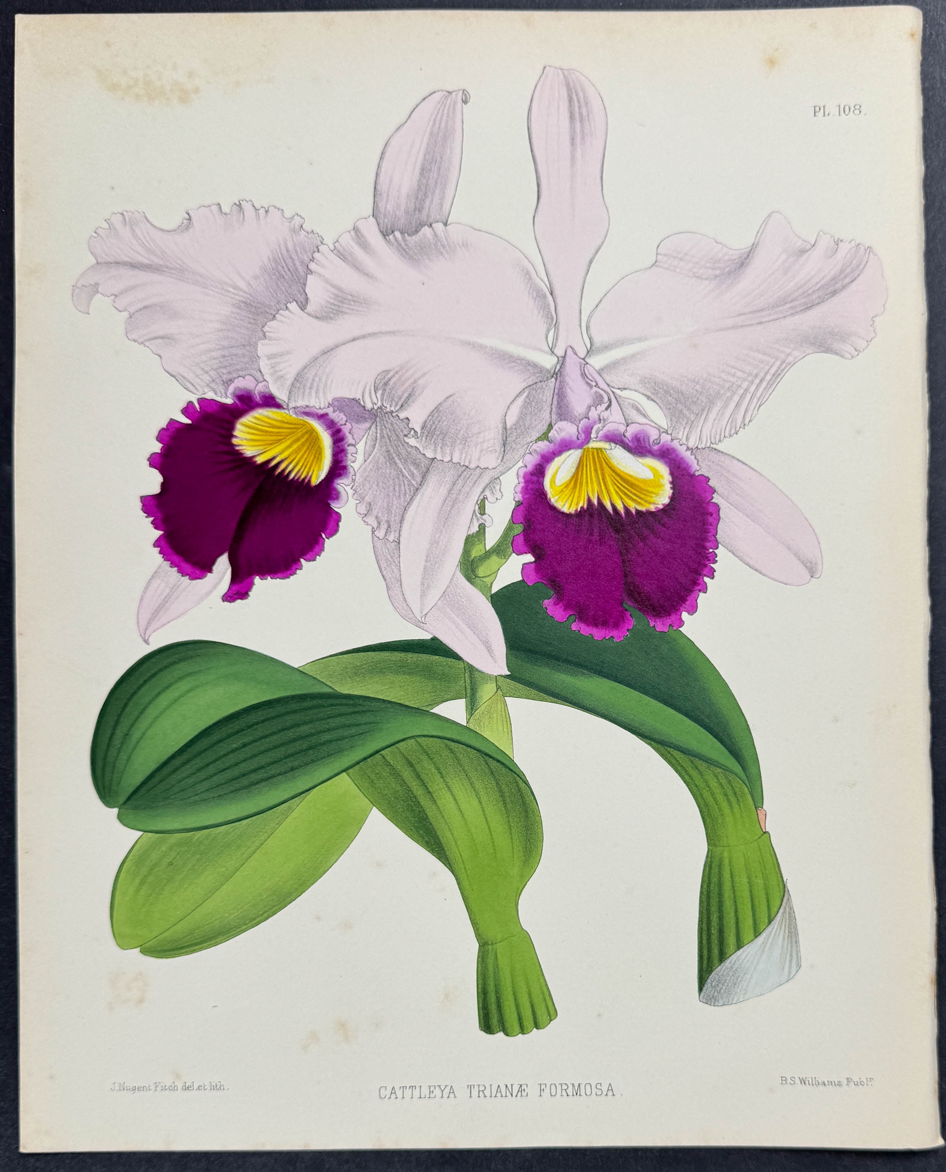 Orchid - Cattleya Trianae Formosa