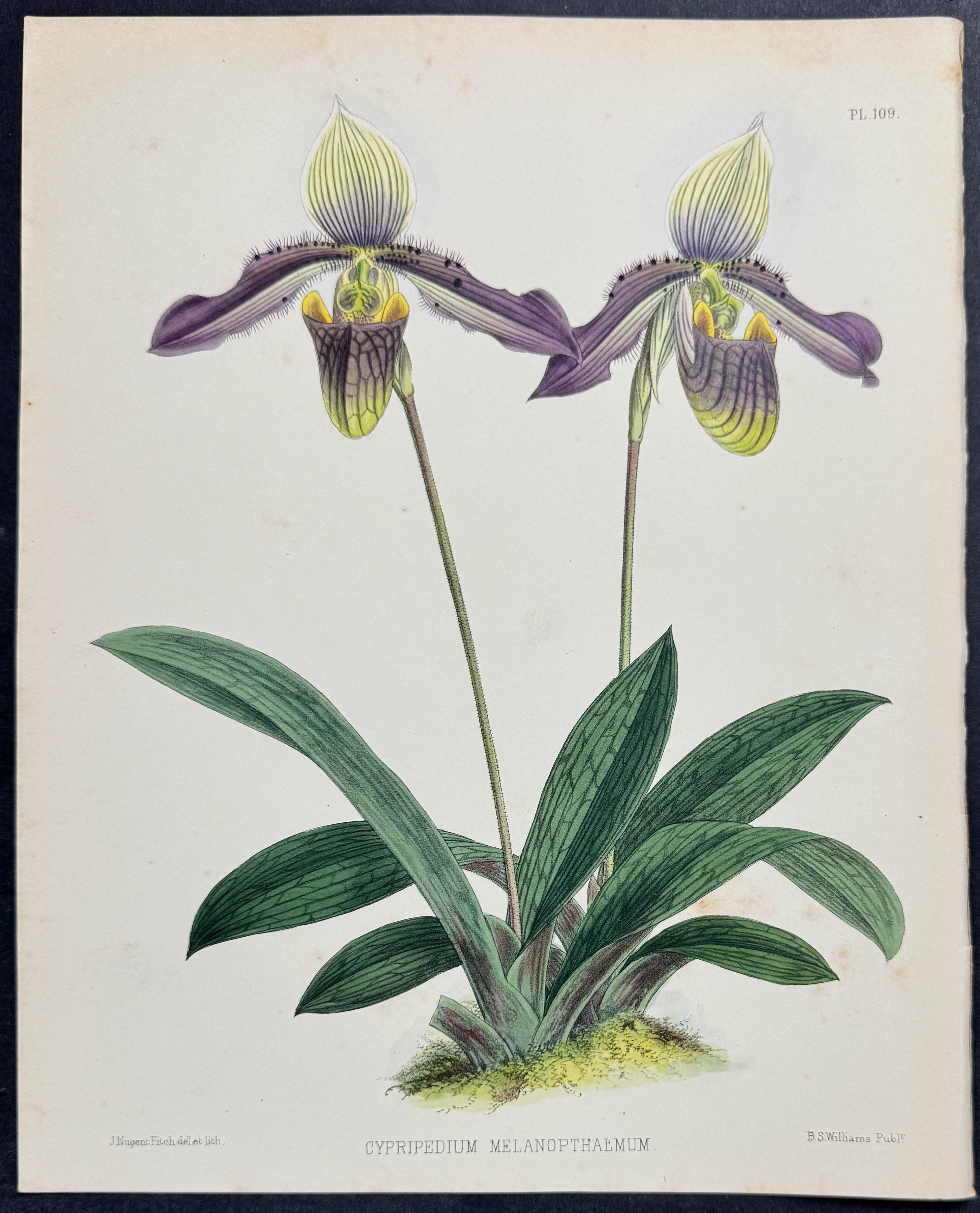 Orchid - Cypripedium Melanophthalmum