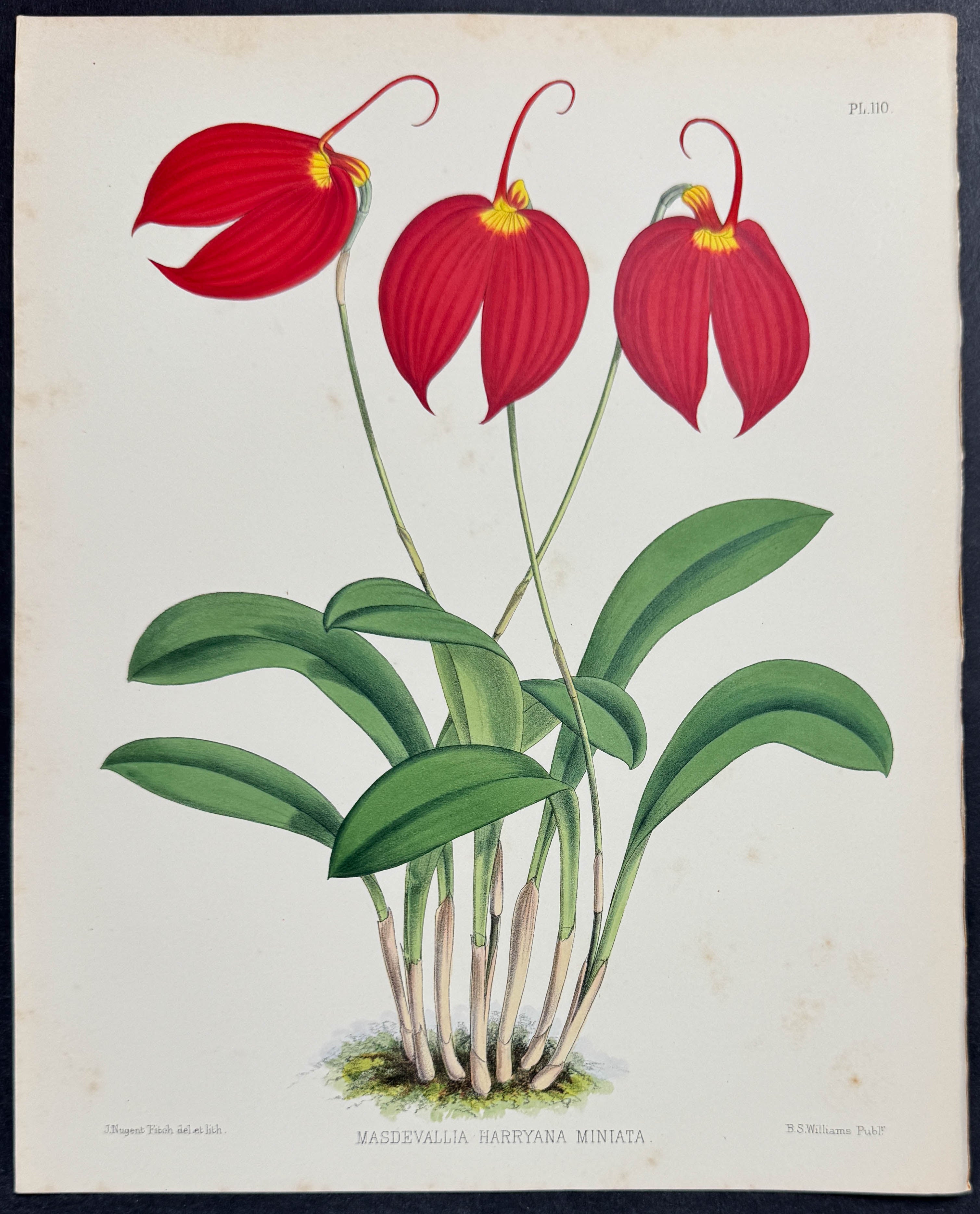 Orchid - Masdevallia Harryana Miniata