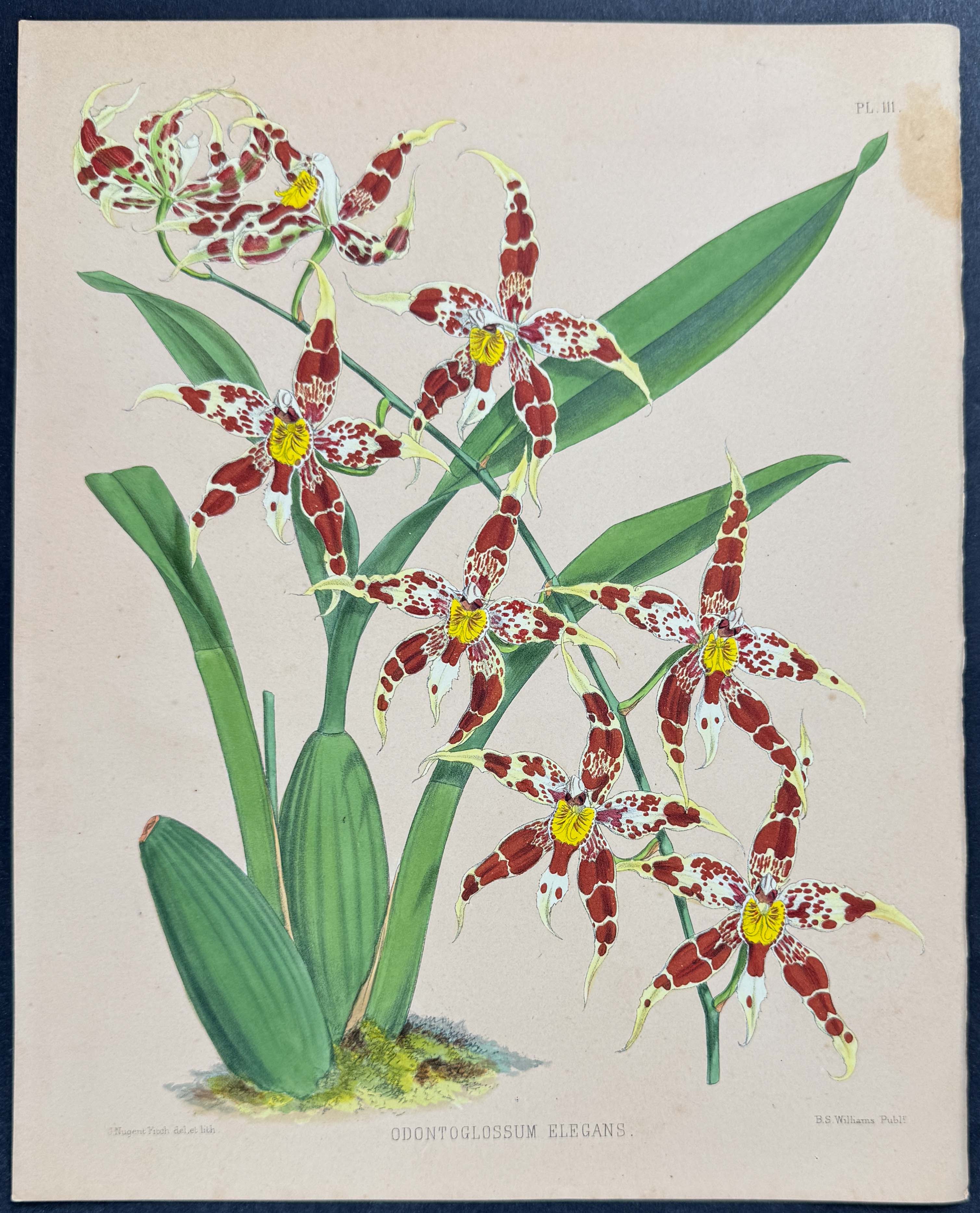 Orchid - Odontoglossum Elegans