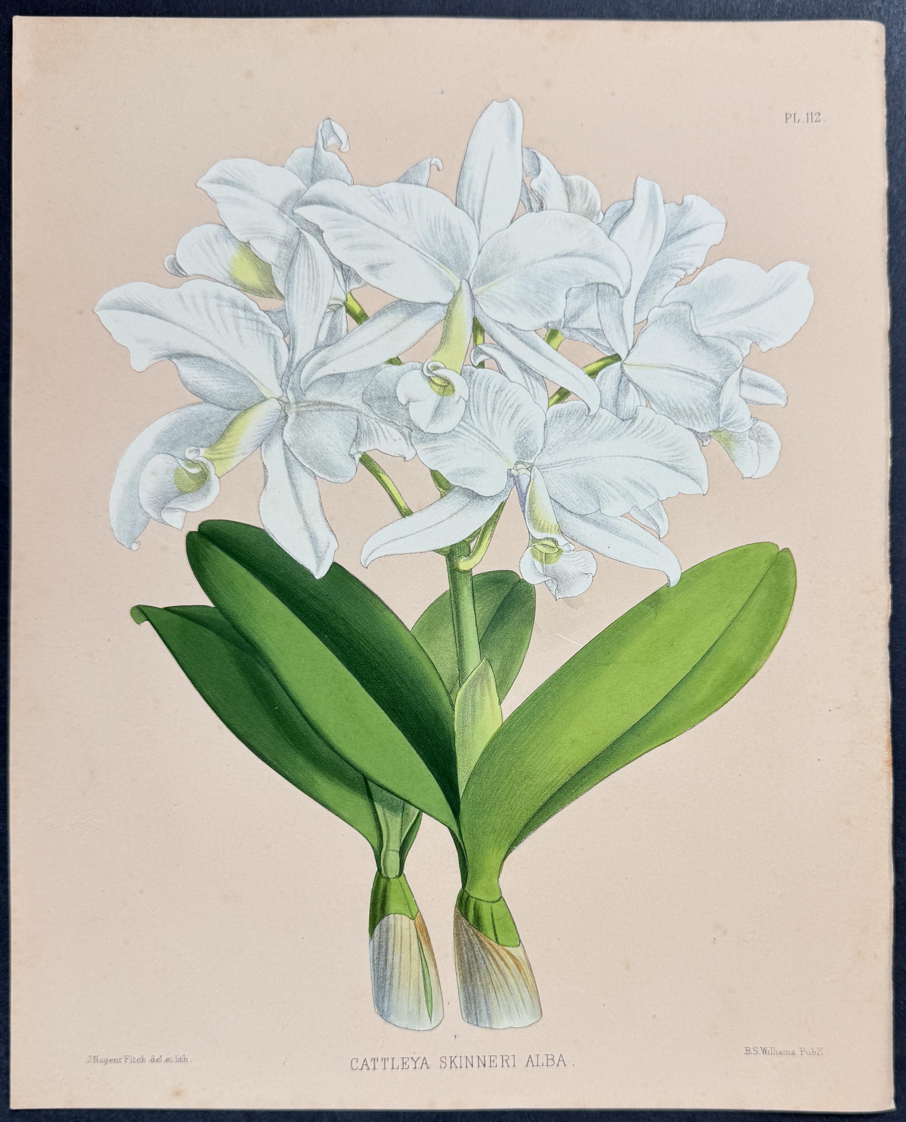 Orchid - Cattleya Skinneri Alba