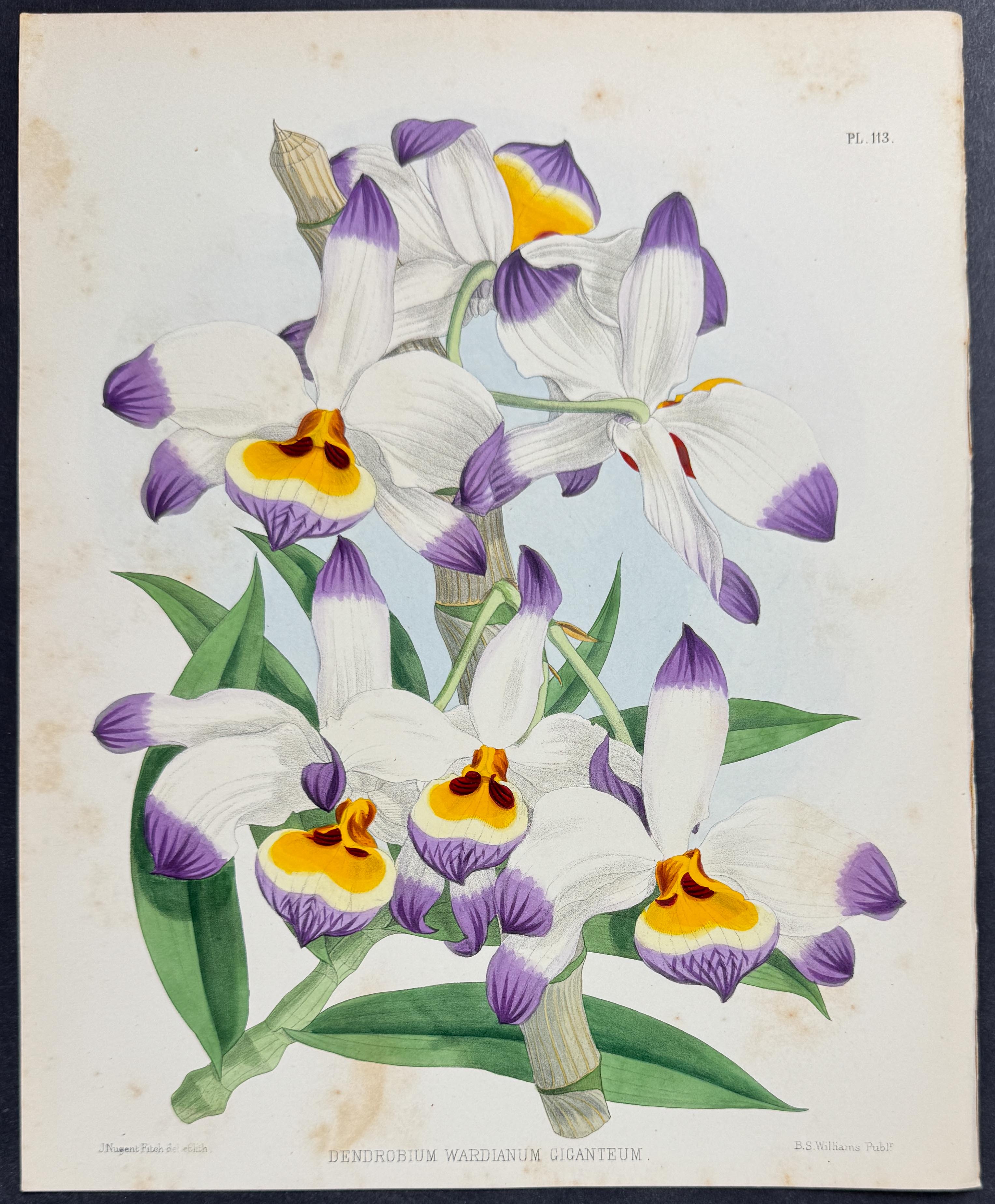 Orchid - Dendrobium Wardianum Giganteum