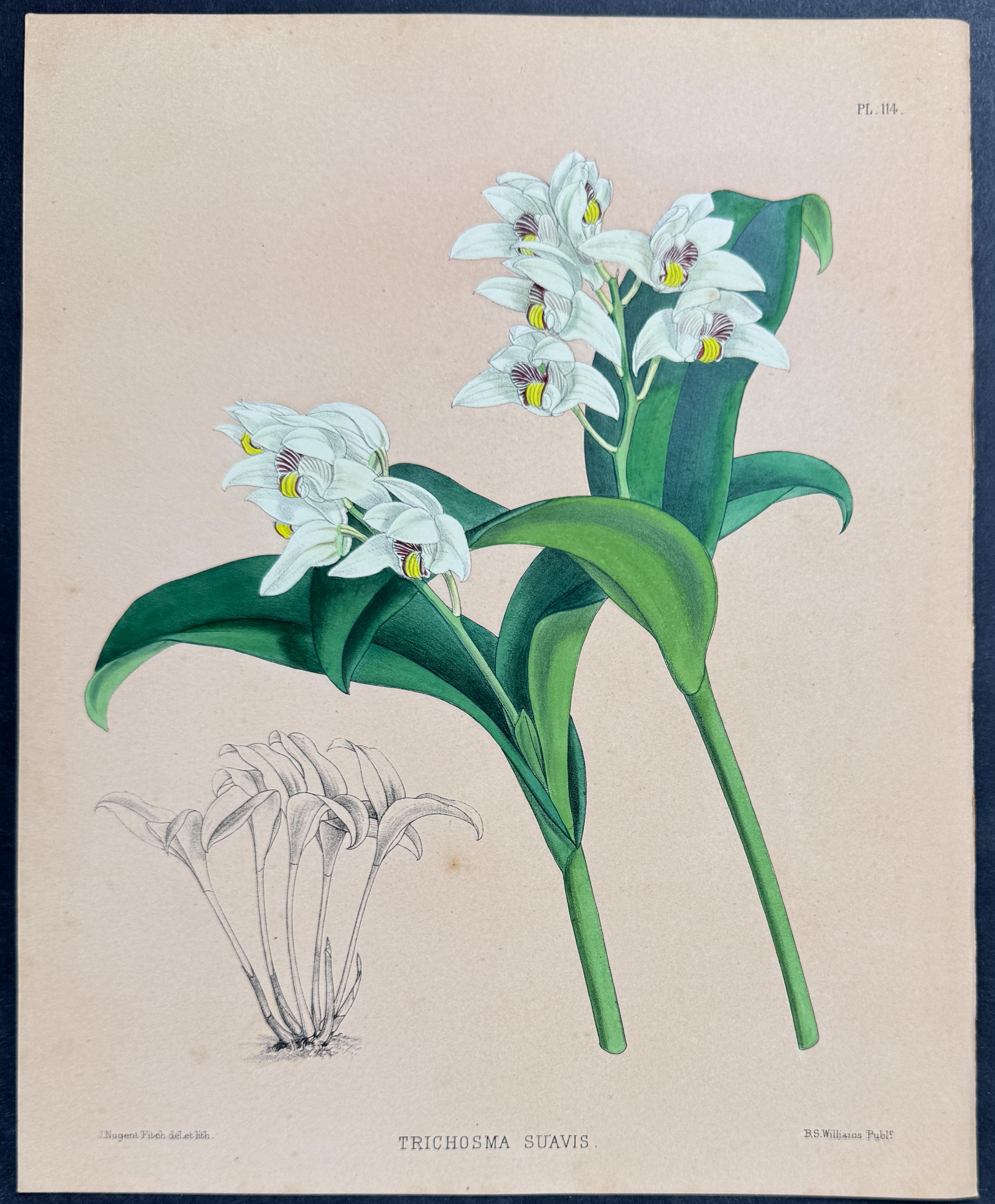 Orchid - Trichosma Suavis