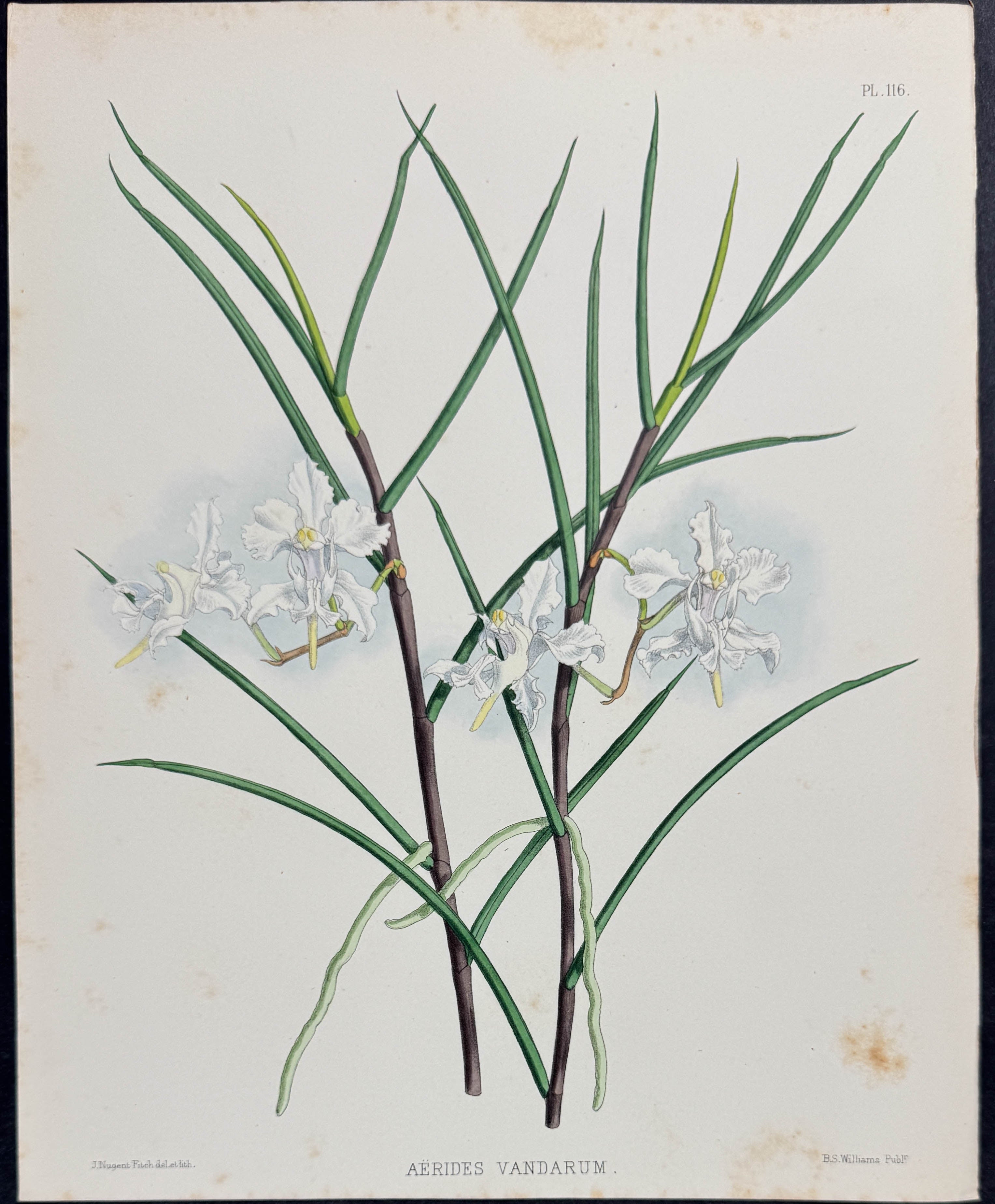 Orchid - Aerides Vandarum