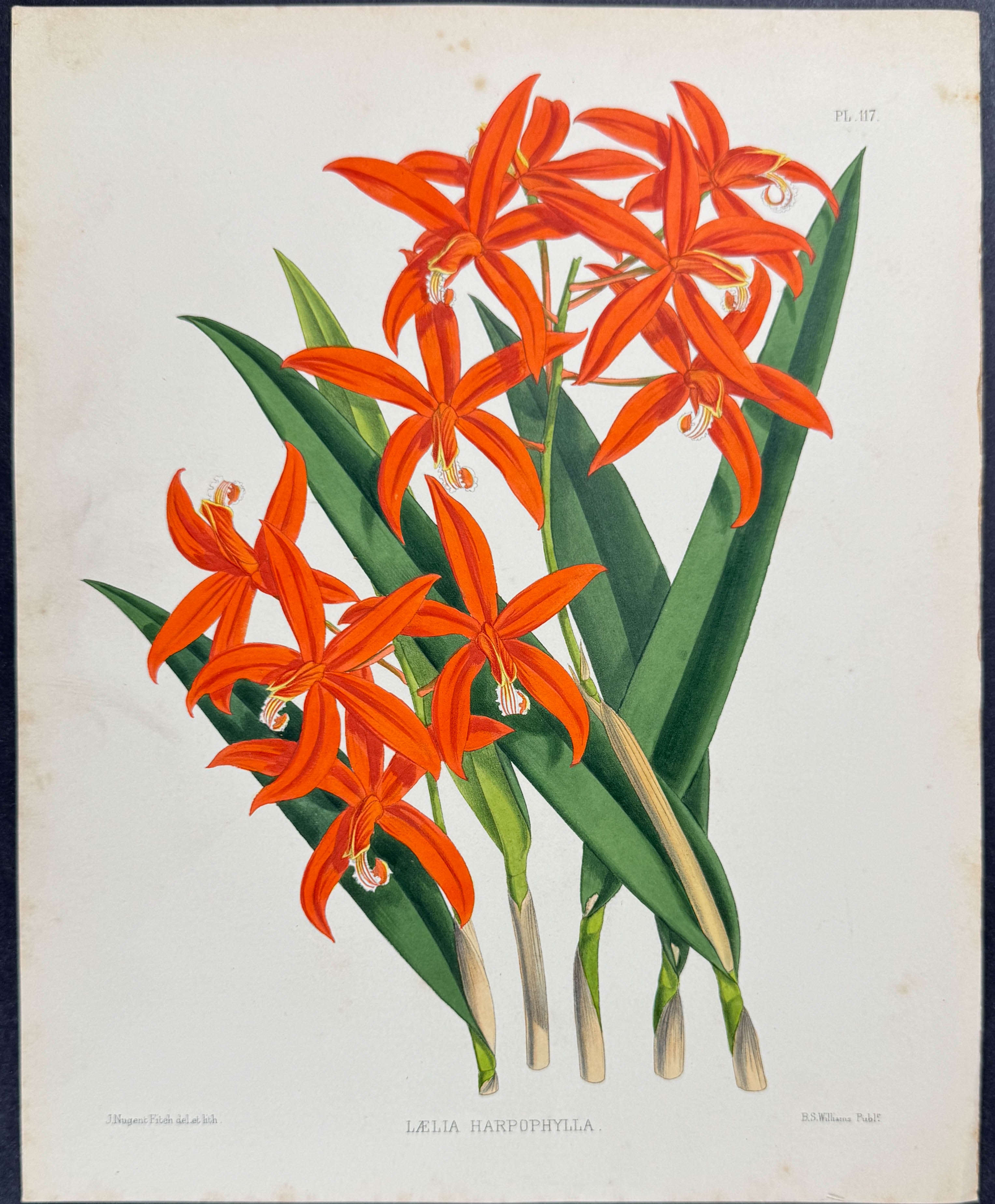 Orchid - Laelia Harpophylla