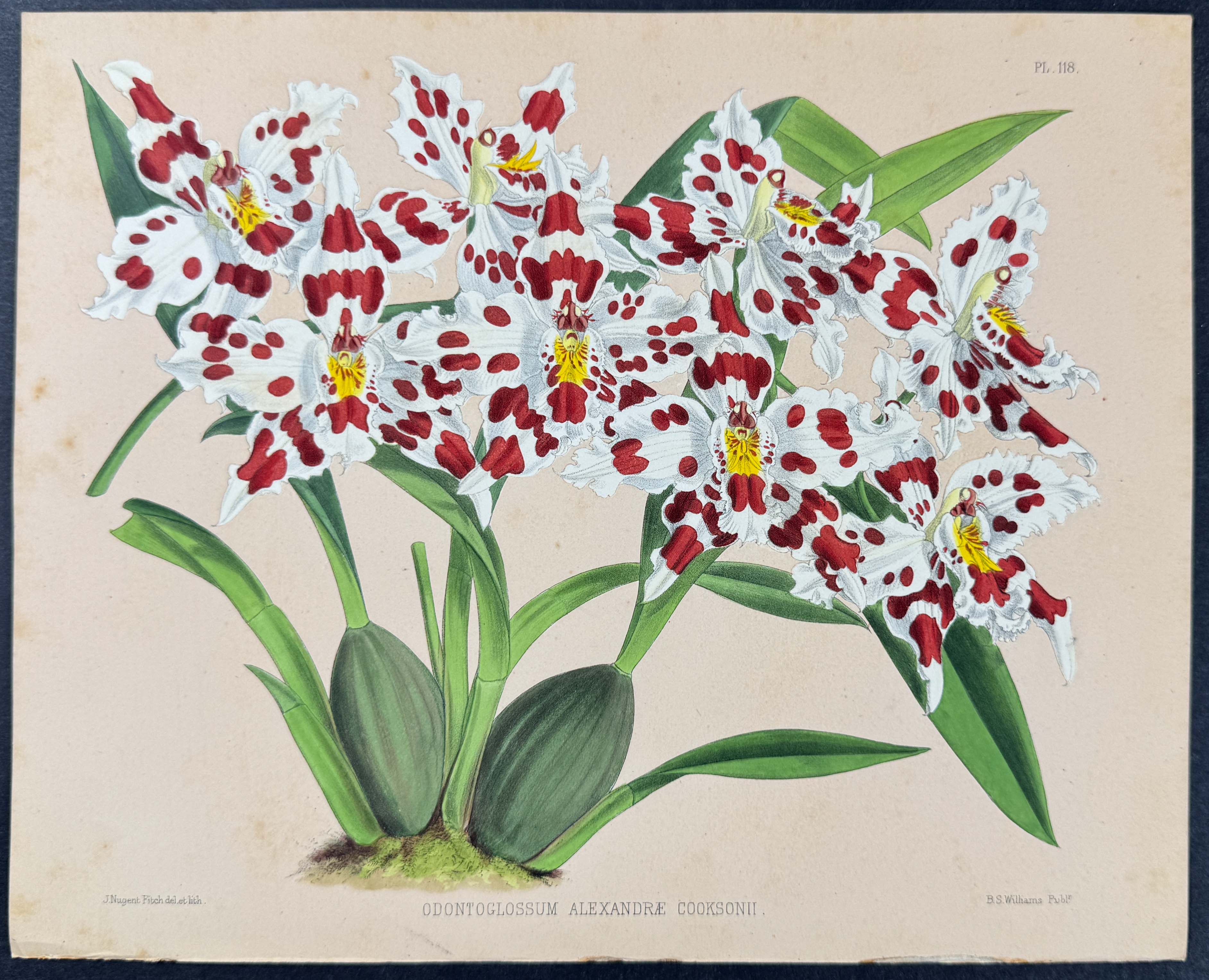 Orchid - Odontoglossum Alexandrae Cooksonii