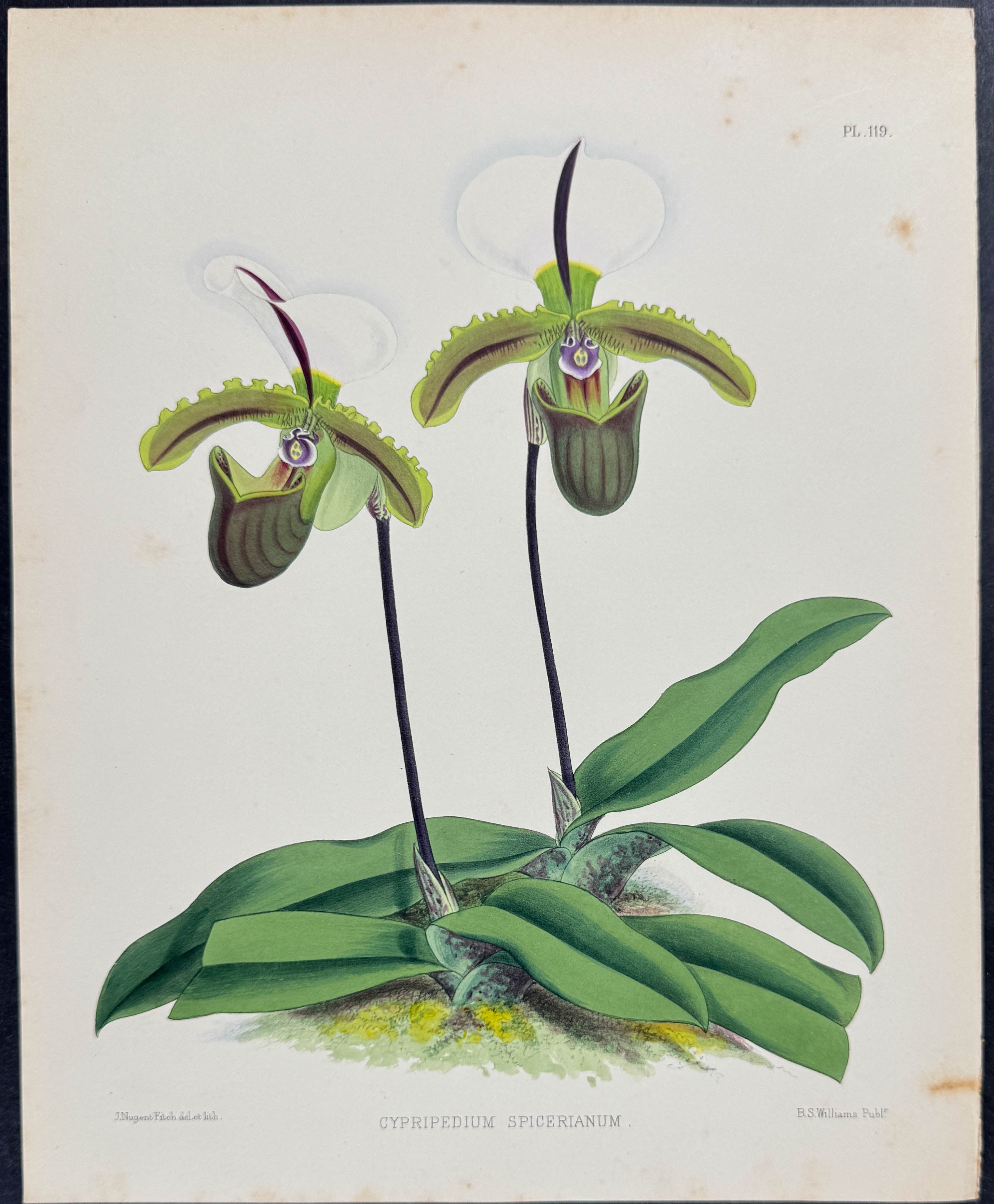 Orchid - Cypripedium Spicerianum